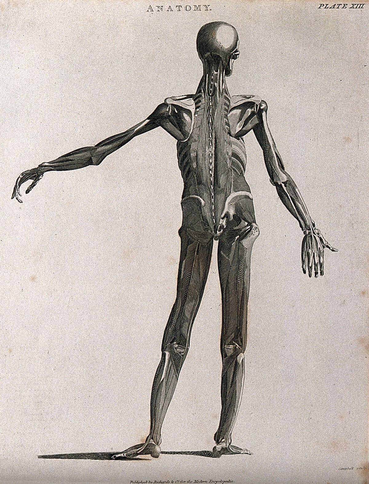 An écorché showing bones, with left arm extended to the side, seen from the back. Line engraving by Campbell, 1816/1821. — Campbell