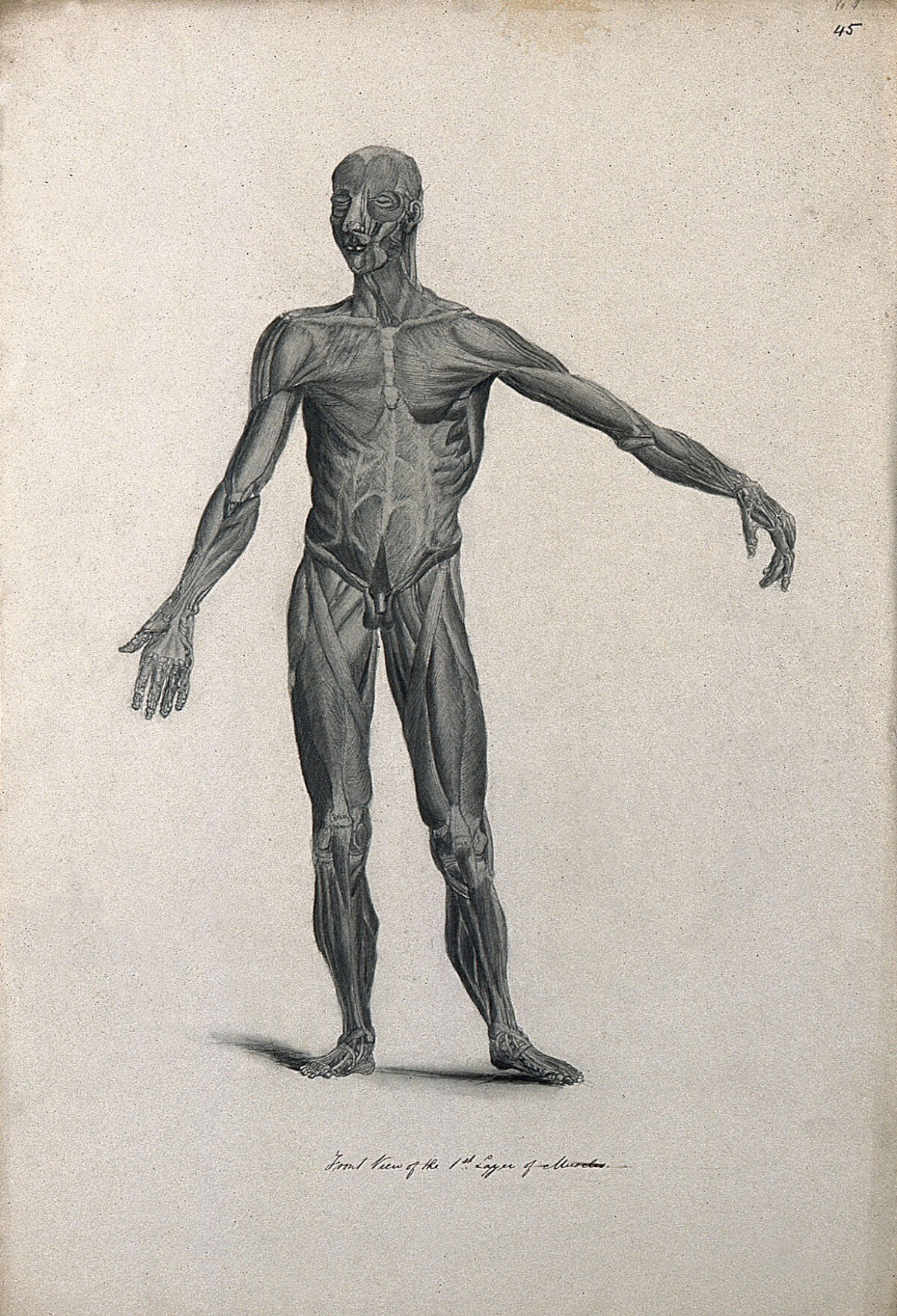 An écorché figure with left arm extended, seen from the front, showing the first layer of muscles. Pencil drawing, 1830/1835?, after line engraving by A. Bell, 1777/1778, after B.S. Albinus, ca. 1747. — Bernhard Siegfried Albinus