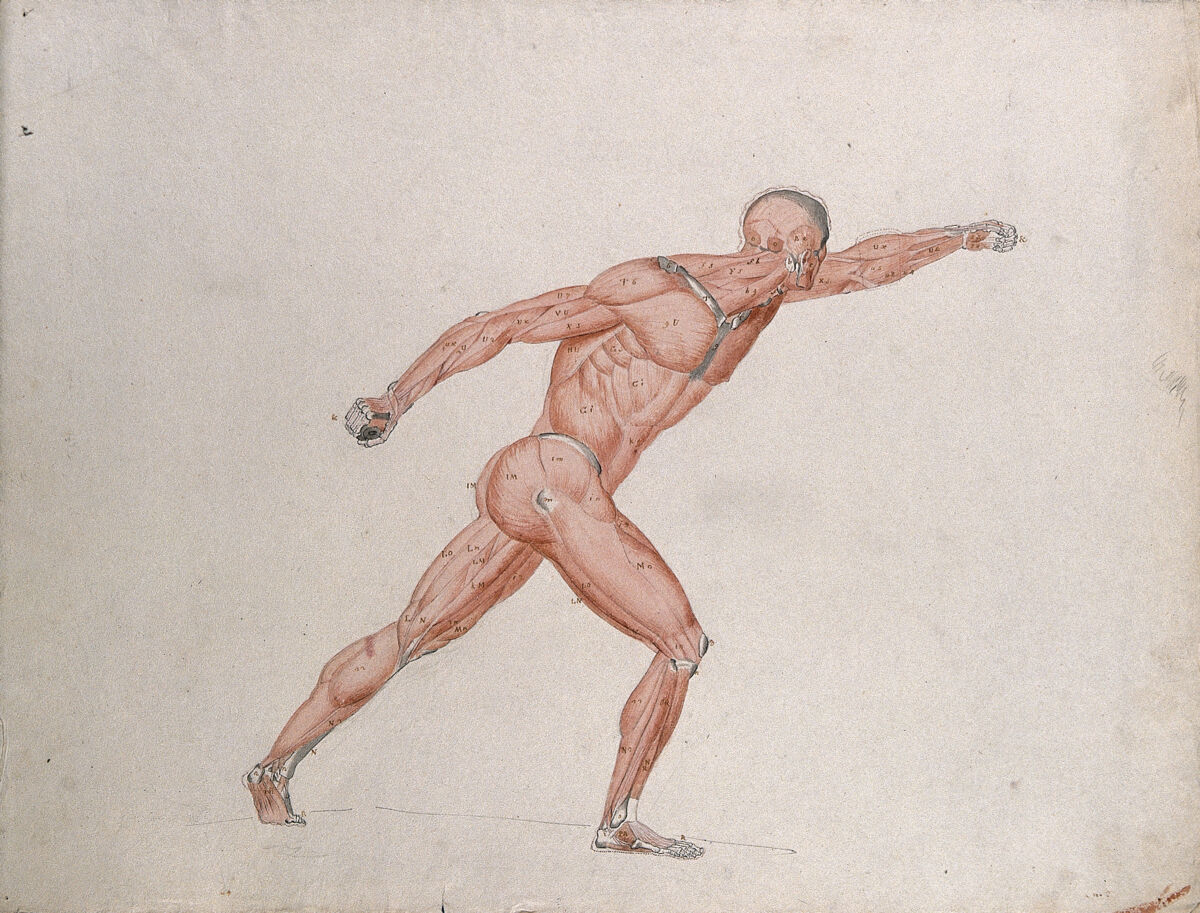 Skeletal and myologic structure of the 'Borghese Gladiator' statue: the figure is presented as an écorché. Ink and watercolour drawing by J.C. Zeller after J.G. Salvage, ca. 1833. — Salvage, Jean Galbert