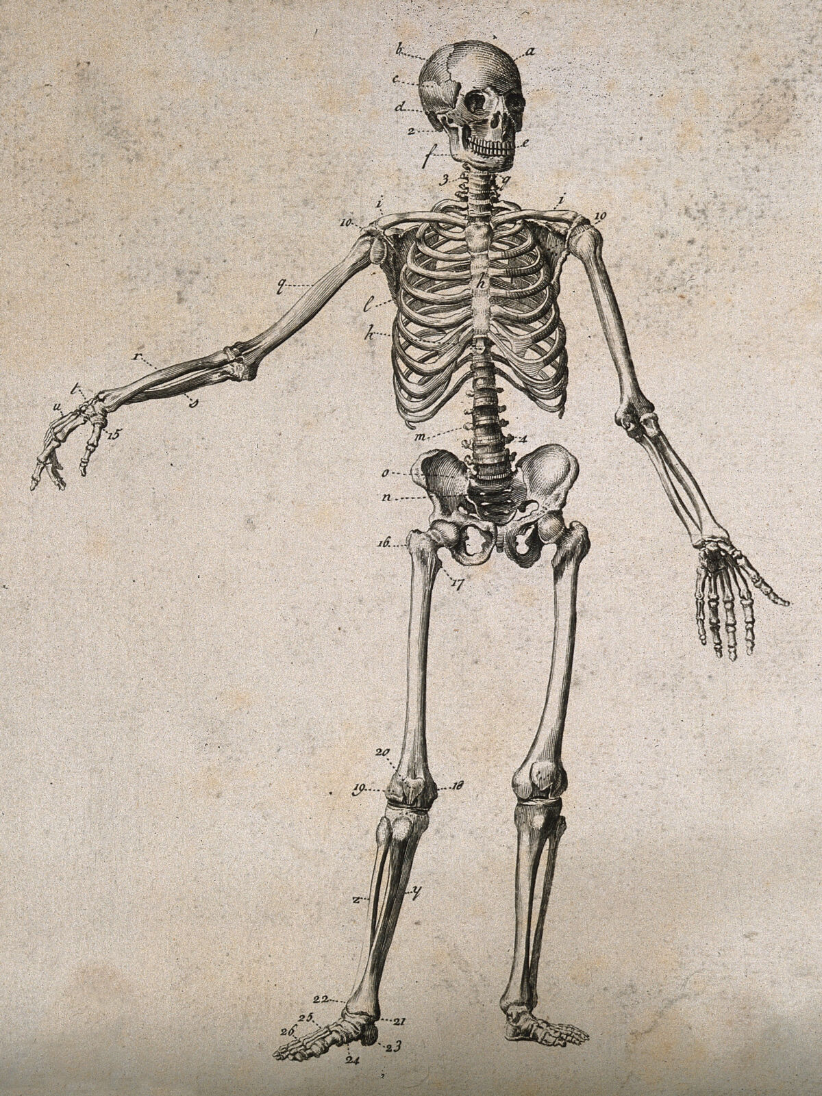 Human skeleton with left arm extended: front view. Engraving, ca. 1800. — Unbekannter Künstler
