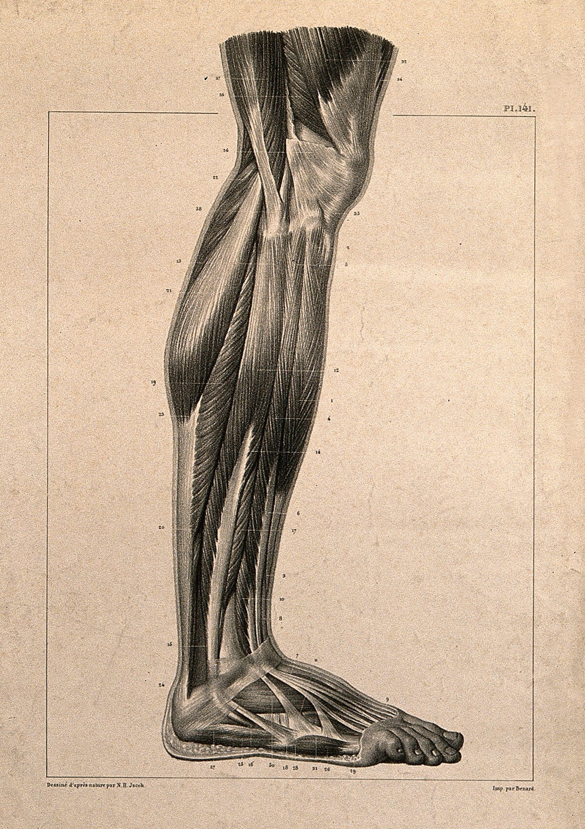 Muscles of the lower leg, seen from the side. Lithograph by N.H Jacob, 1831/1854. — Nicolas-Henri Jacob
