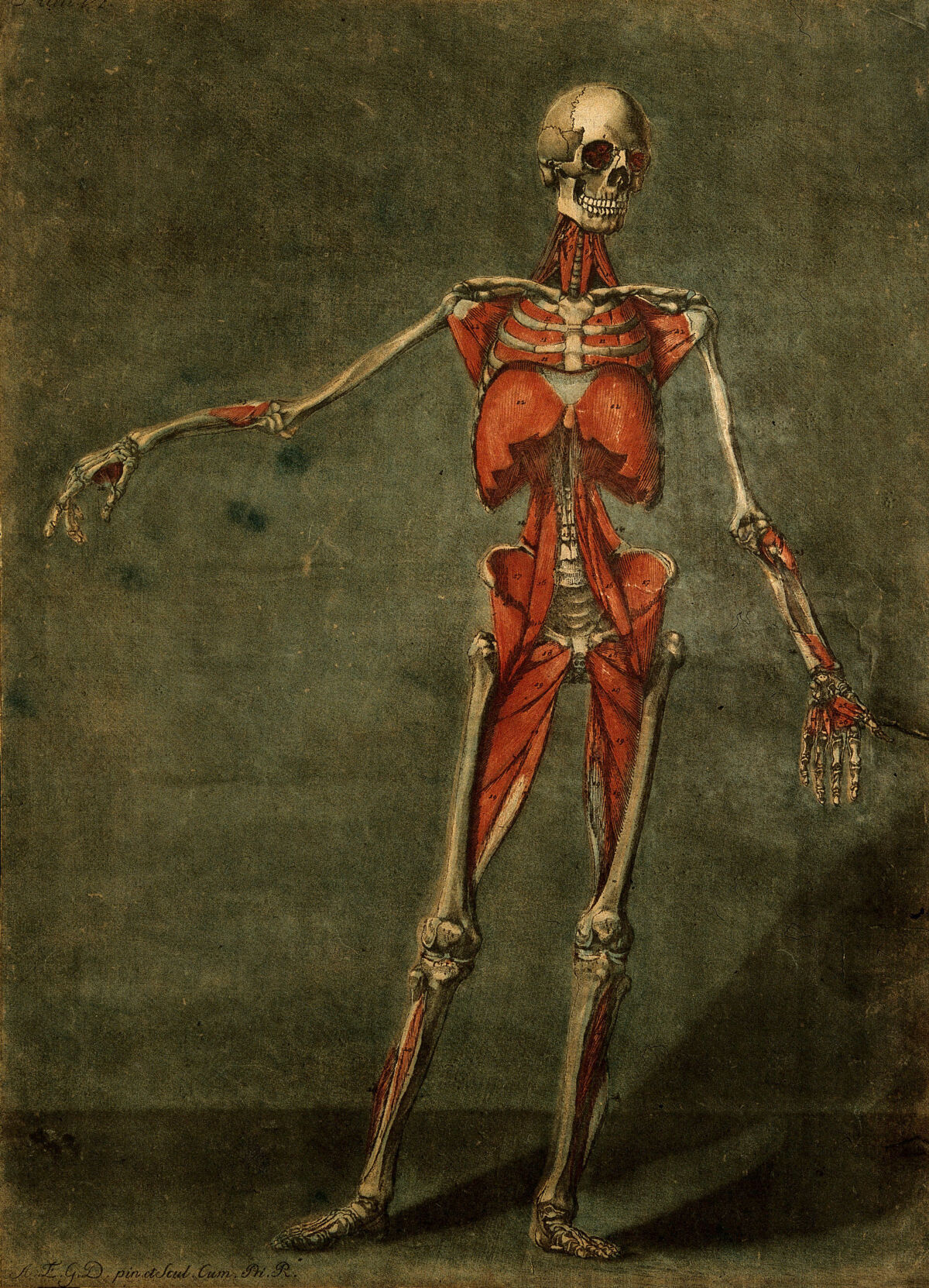 The muscles of the human body, fourth layer, seen from the front. Colour mezzotint by A. E. Gautier d'Agoty after himself, 1773. — A. E. Gautier d'Agoty
