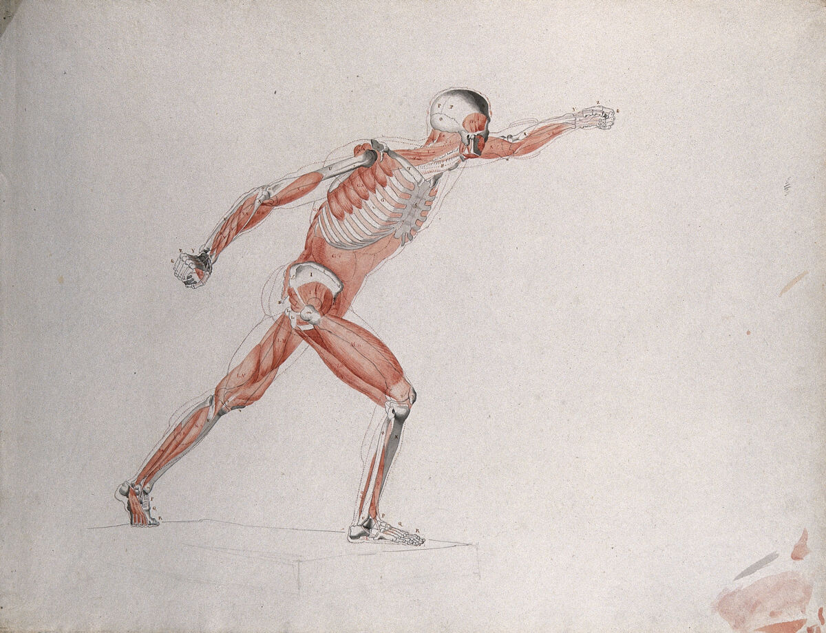 Skeletal and myologic structure of the 'Borghese Gladiator' statue: the figure is presented as an écorché. Ink and watercolour drawing by J.C. Zeller after J.G. Salvage, ca. 1833. — Salvage, Jean Galbert