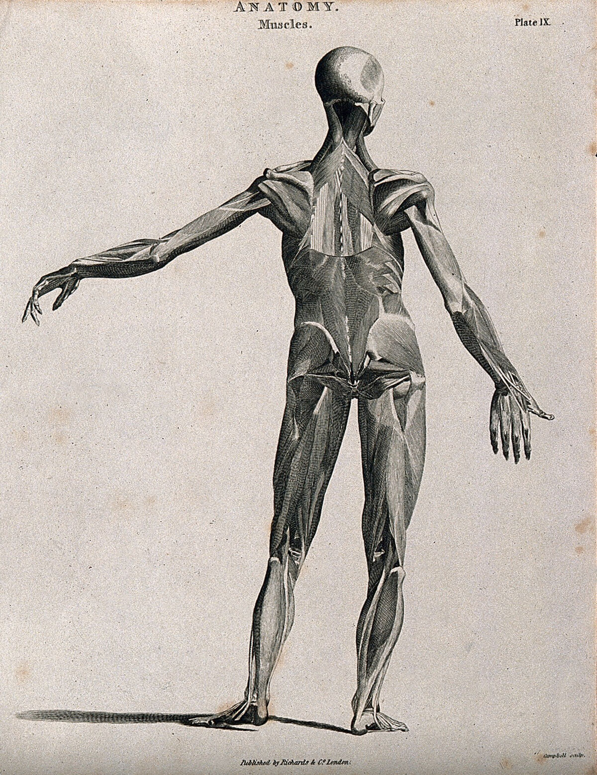 An écorché showing bones, with left arm extended to the side, seen from the back. Line engraving by Campbell, 1816/1821. — Campbell