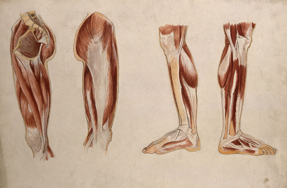 Muscles of the leg and foot: four écorché figures. Watercolour by A. Mongrédien, ca. 1880. — Mongrédien, Adêle