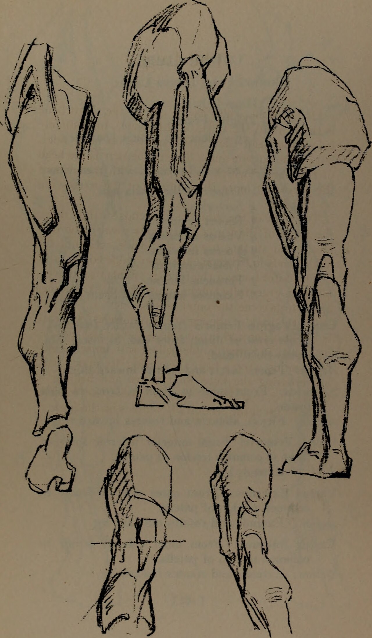 Constructive anatomy (1920) (20061381684) — Bridgman, George Brant, 1864-1943; Rogers, Bruce, 1870-1957, former owner DLC; W