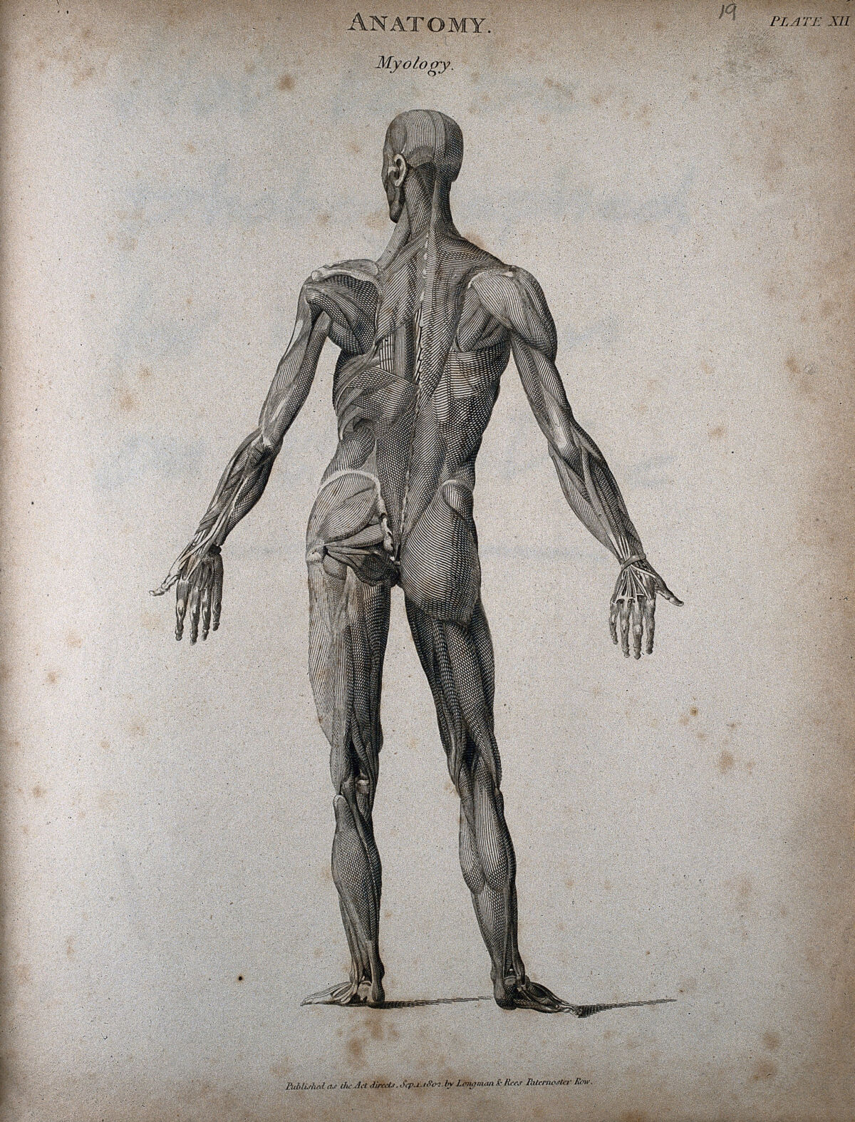A standing male écorché figure: back view, showing the muscles. Engraving by T. Milton, 1802. — Thomas Milton