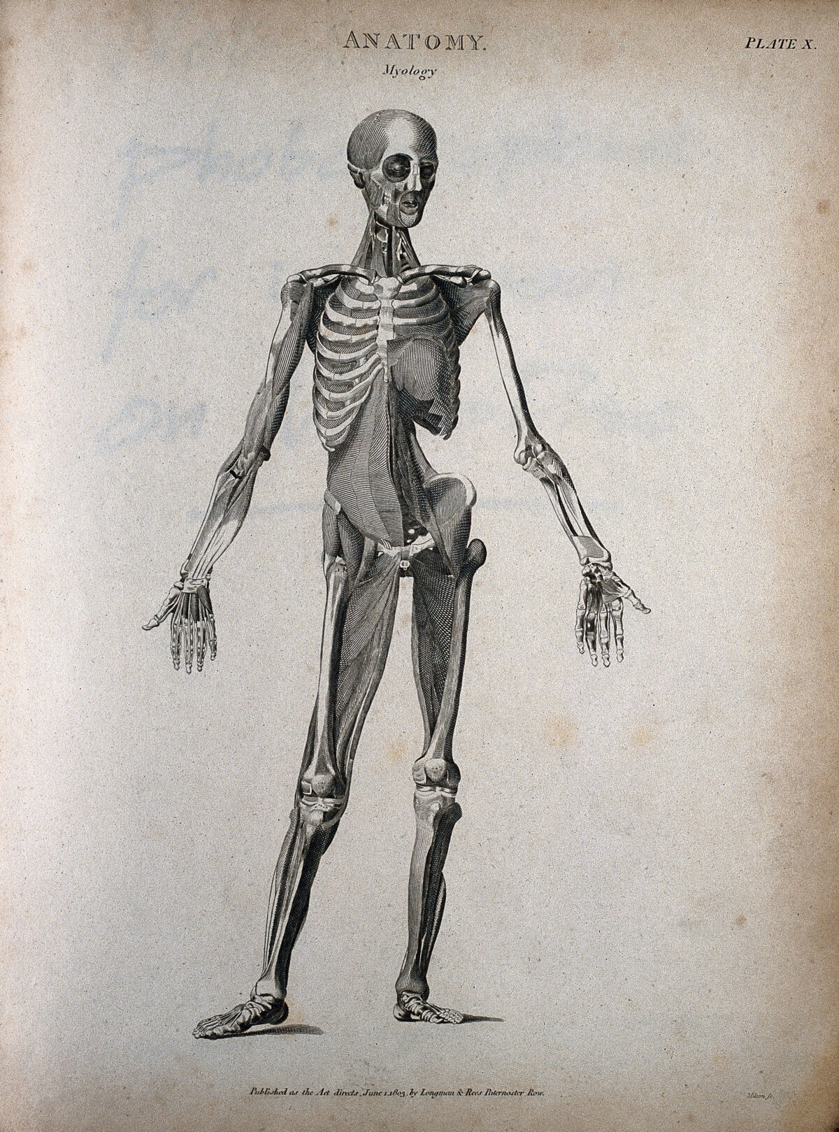 A standing male écorché figure: front view, showing the skeleton and muscles. Engraving by T. Milton, 1803. — Thomas Milton