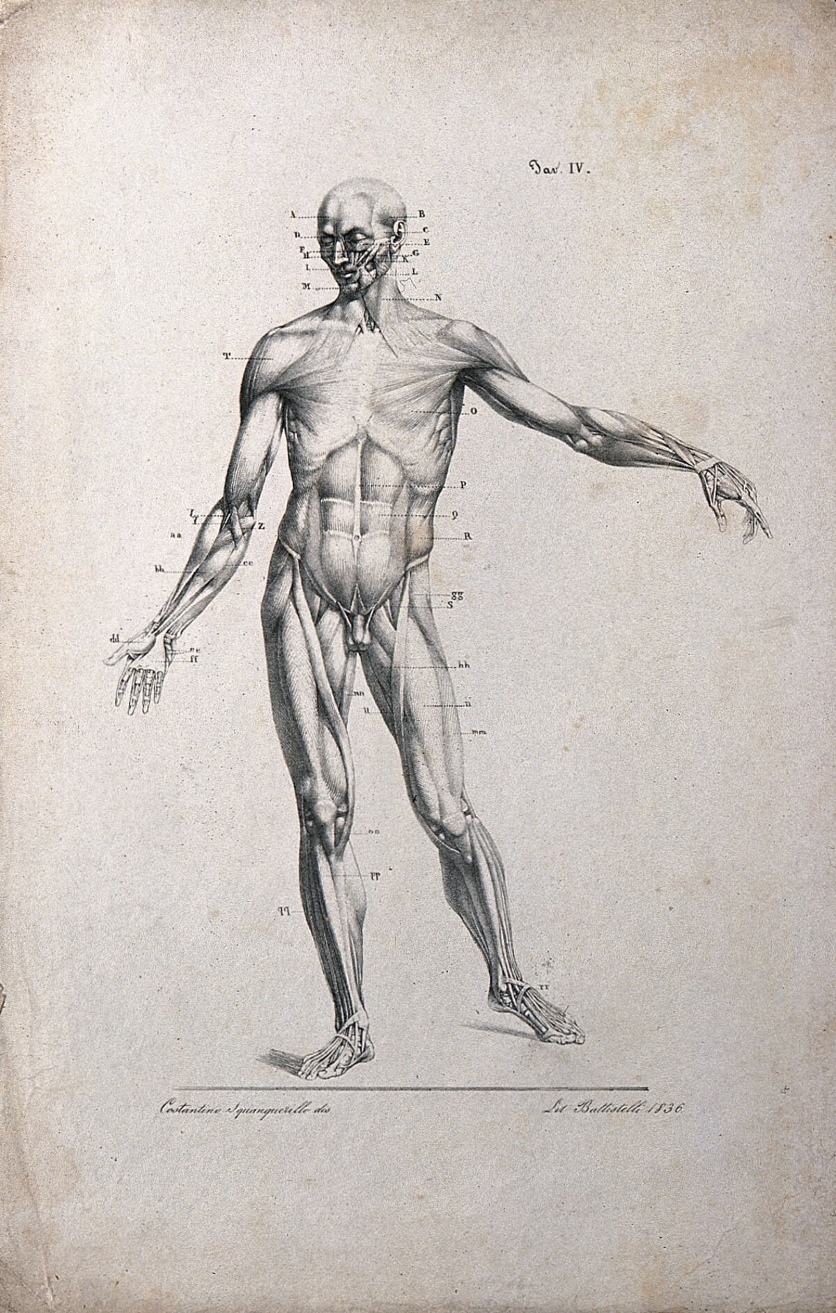 An écorché figure with left arm extended, seen from the front. Lithograph by Battistelli after C. Squanquerillo, 1836. — Squanquerillo, Costantino