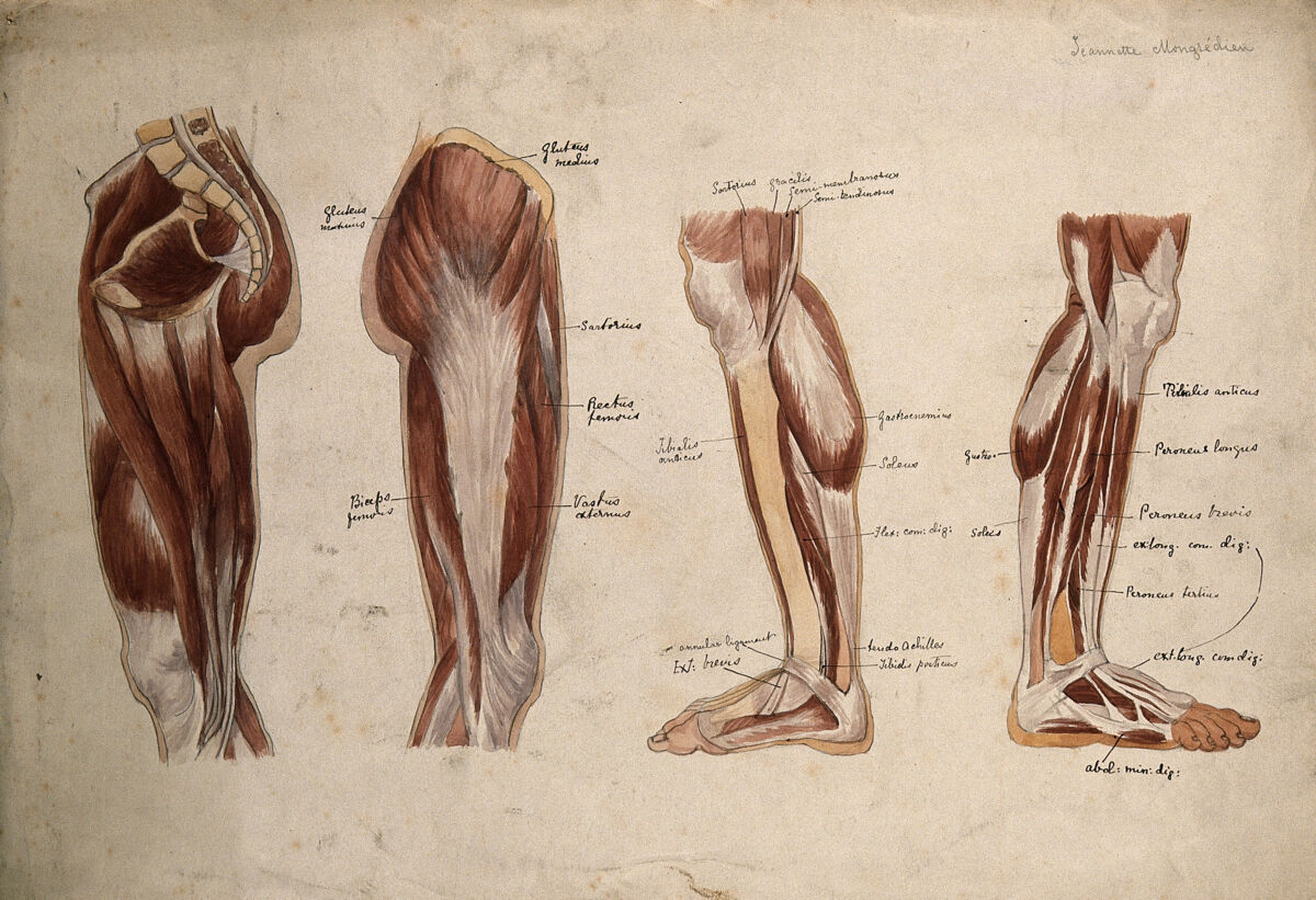 Muscles of the leg and foot: four écorché figures. Watercolour by J. Mongrédien, ca. 1880. — Mongrédien, Jeannette