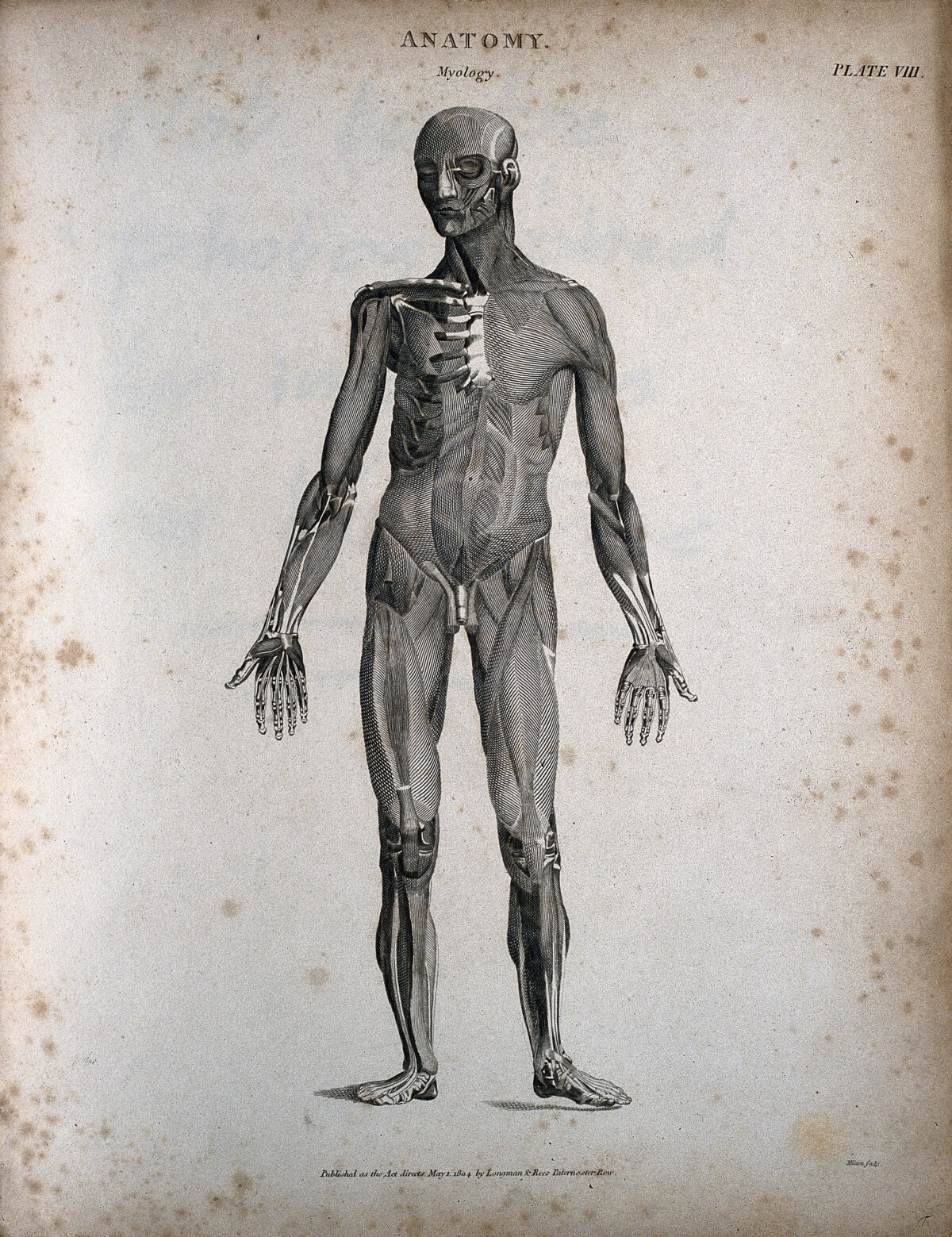 A standing male écorché figure: front view. Engraving by T. Milton, 1804. — Thomas Milton