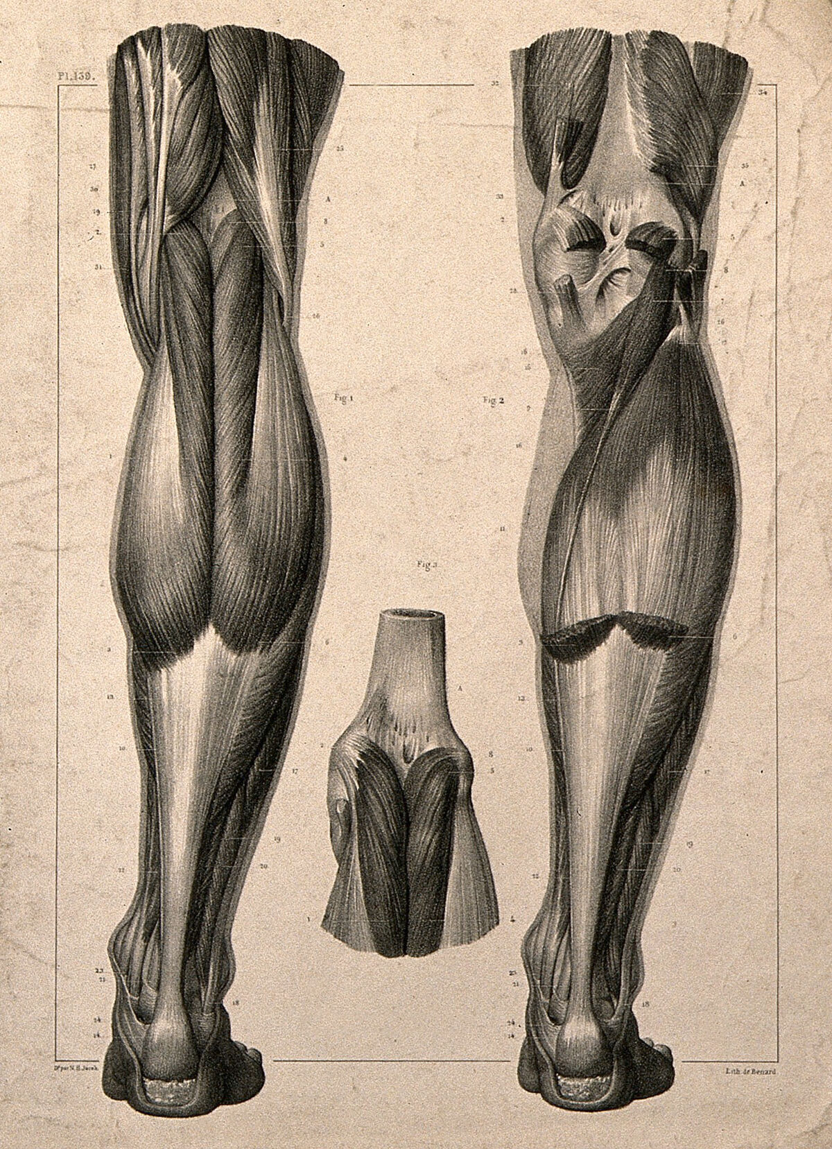 Muscles of the back of the leg: three figures. Lithograph by N.H Jacob, 1831/1854. — Nicolas-Henri Jacob
