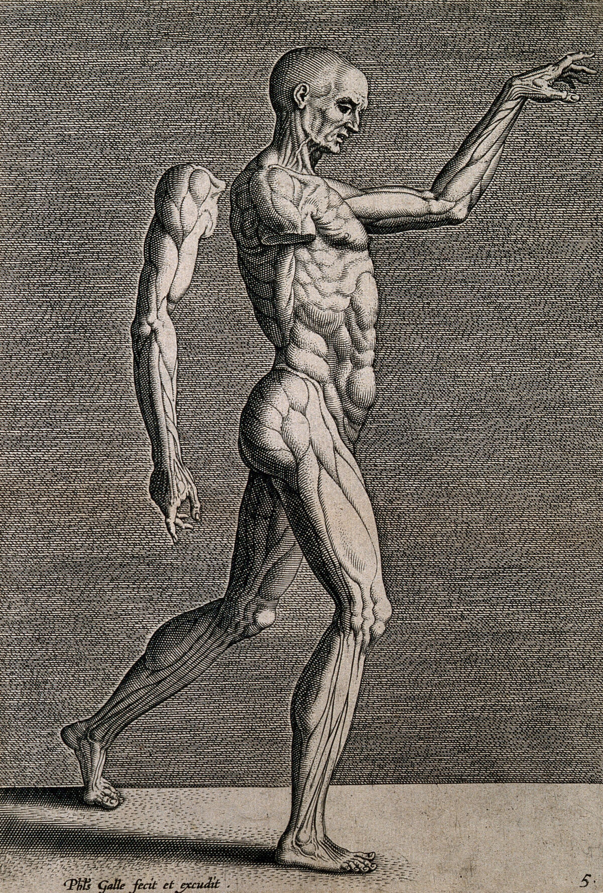 A walking écorché in right profile with his right arm detached and suspended behind him. Engraving by Philip Galle. — Philip Galle