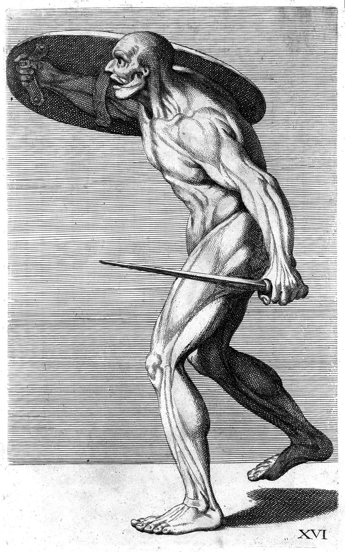 C. Cesio, "Cognitione de muscoli...", human muscles — Artista ignoto