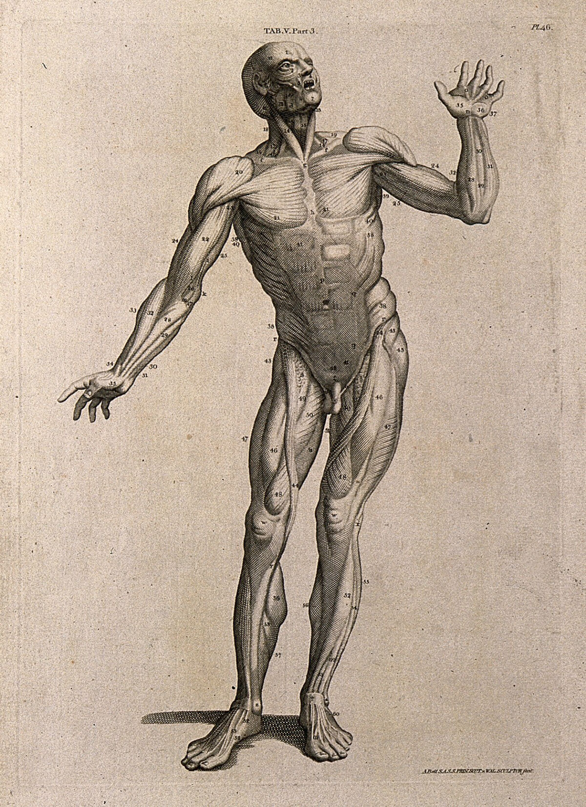 A man, écorché, in the pose of an orator: anterior view. Line engraving by A. Bell after W. Cowper, 1798. — William Cowper