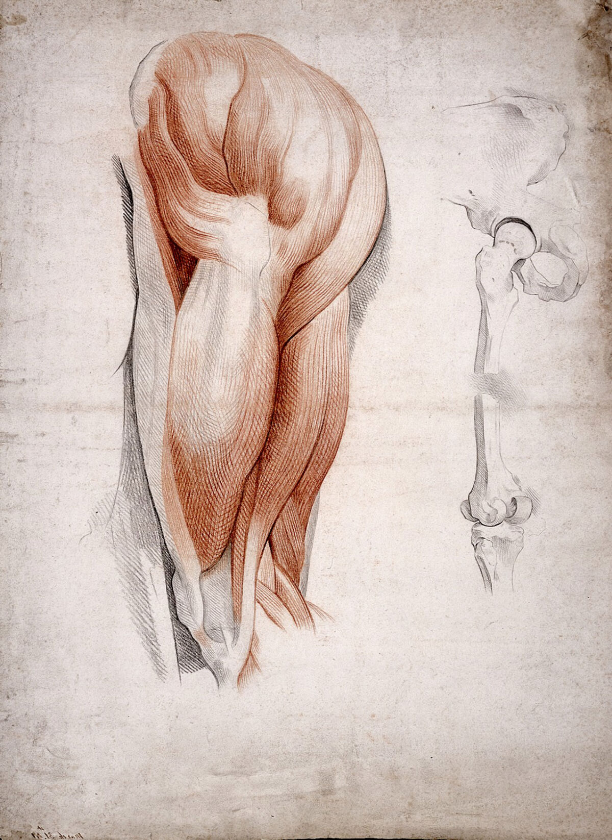 The bones and muscles of the hip and thigh. Drawing, 1841. — Artista ignoto