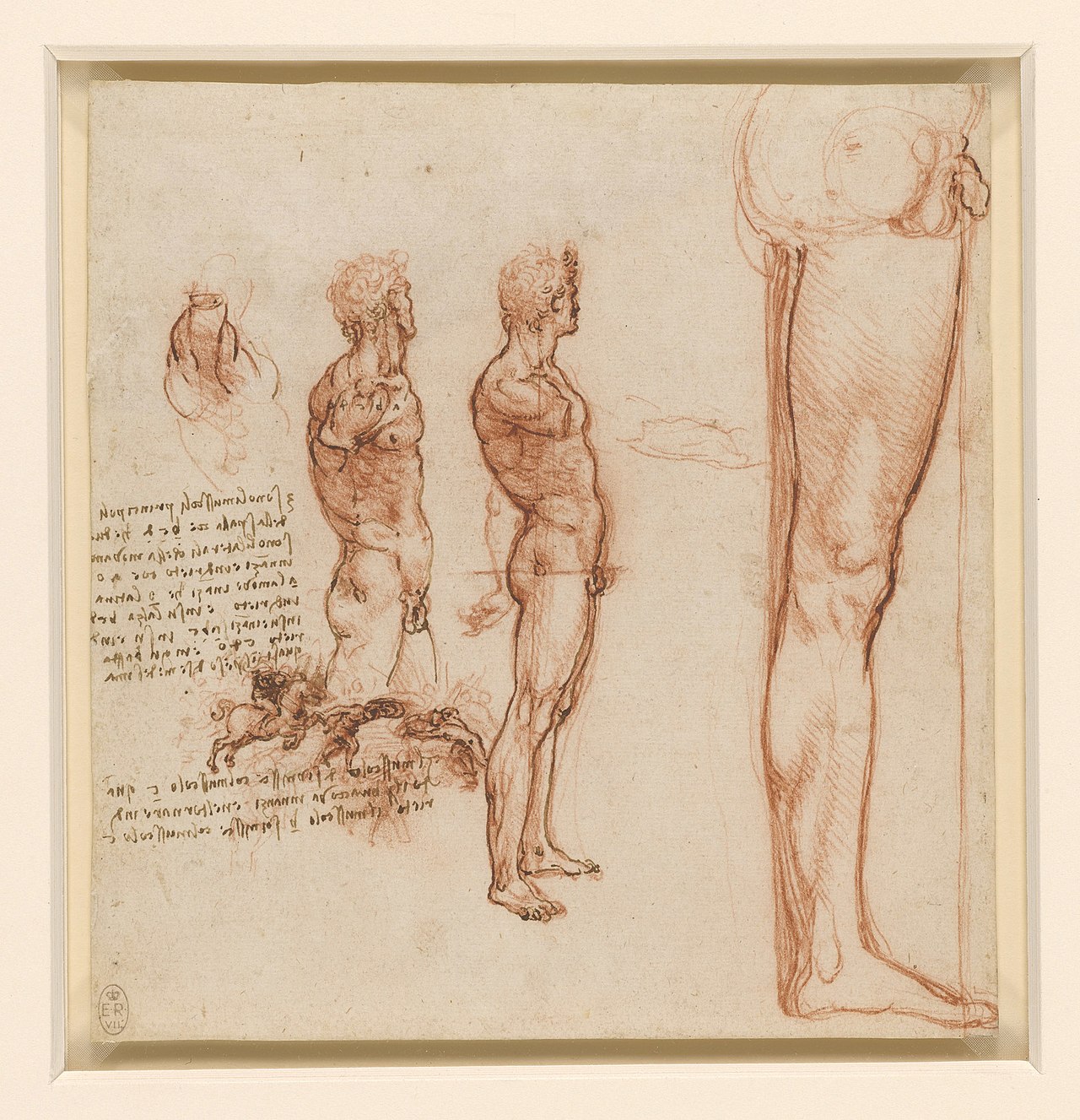 Leonardo da Vinci - RCIN 912640, The muscles of the shoulder, torso and leg, and a skirmish c.1506-8 — Leonardo da Vinci