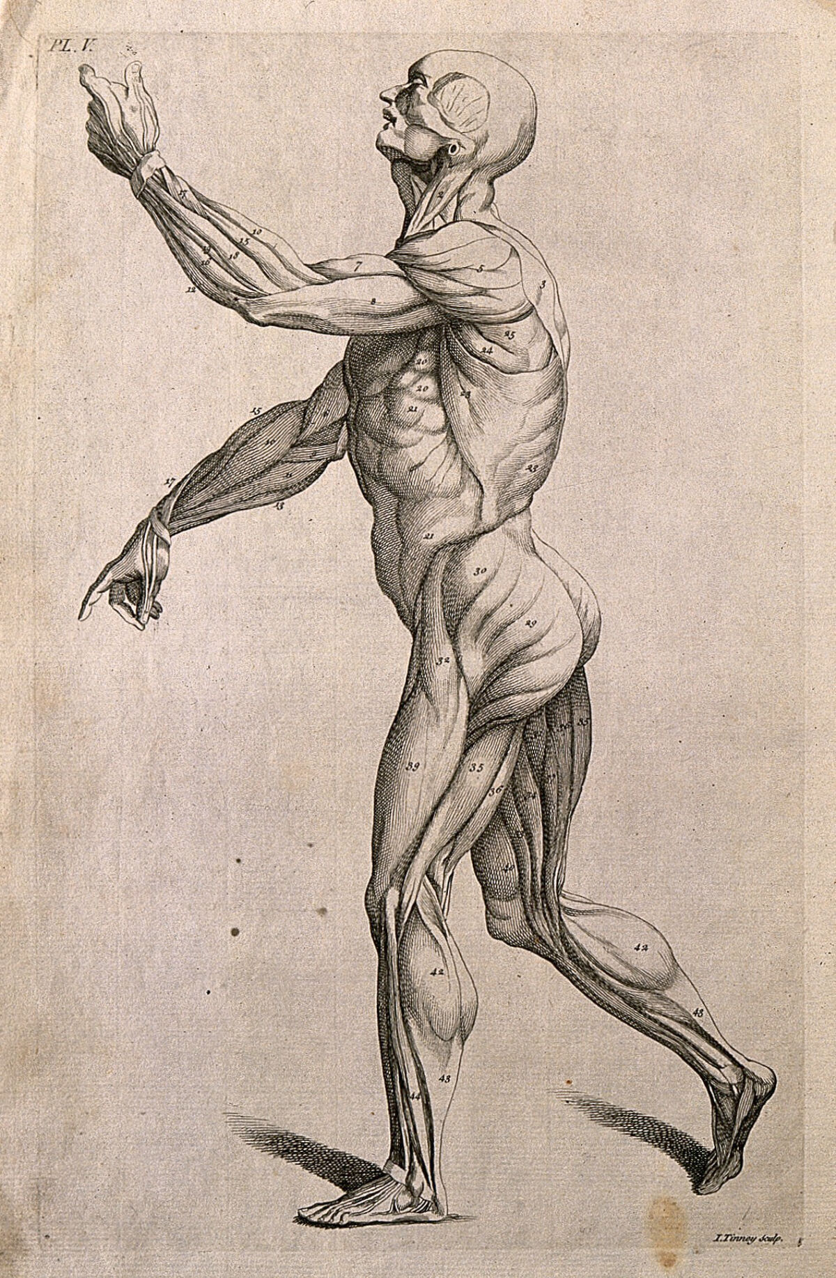An écorché figure with left arm raised, seen from the left side. Line engraving by J. Tinney, after A. Vesalius, 1743. — Andreas Vesalius