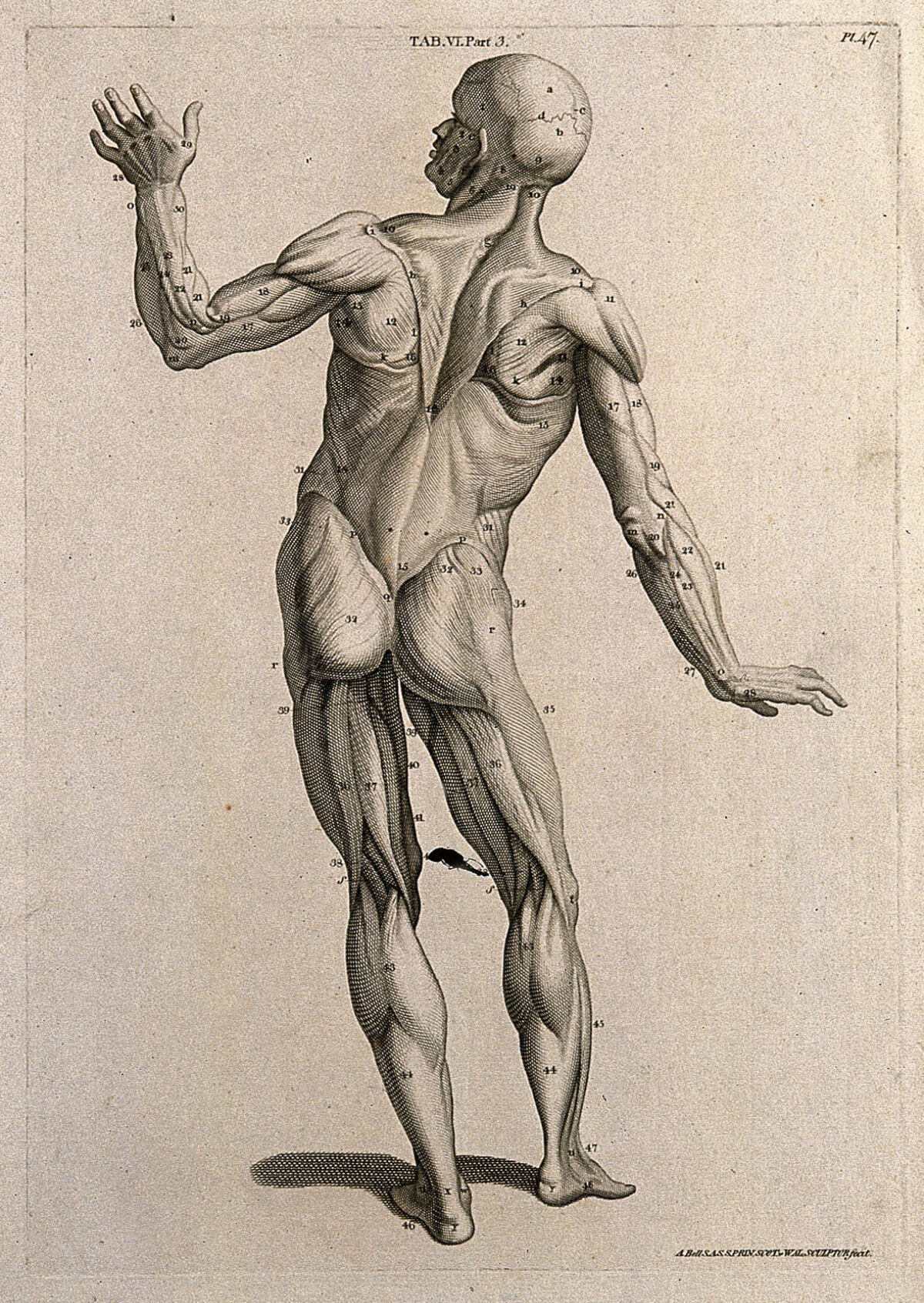 A man, écorché, in the pose of an orator: posterior view. Line engraving by A. Bell after W. Cowper, 1798. — William Cowper