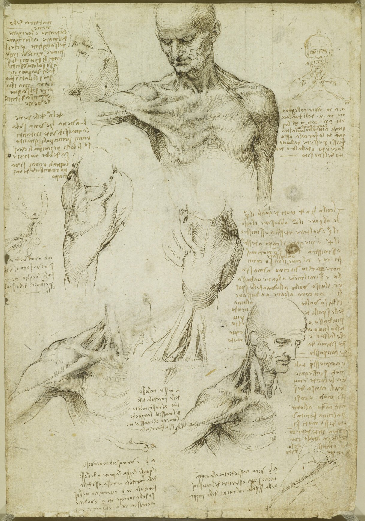 Leonardo da Vinci - RCIN 919003, Recto The superficial anatomy of the shoulder and neck — Leonardo da Vinci