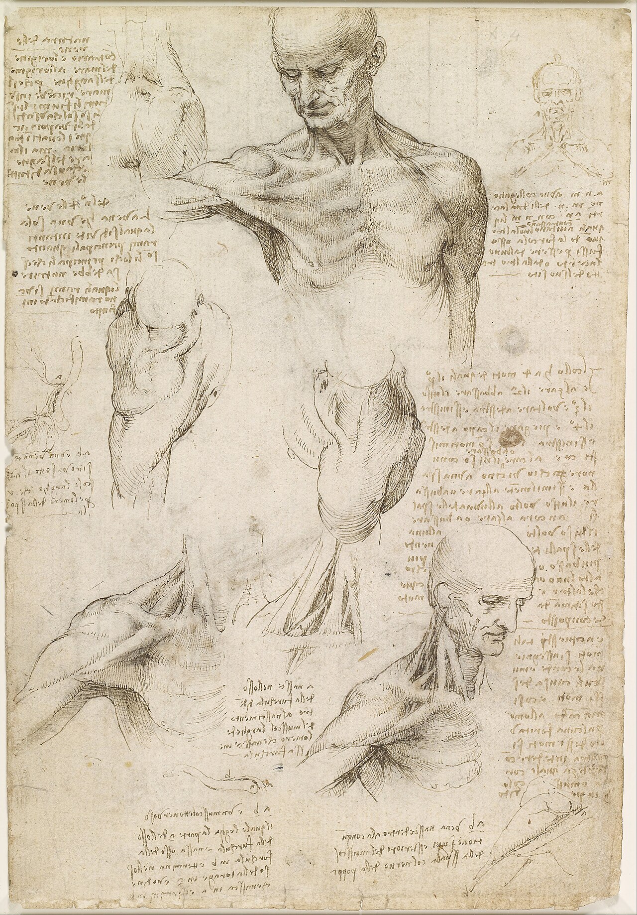 Leonardo da Vinci - Superficial anatomy of the shoulder and neck (recto) - Google Art Project — Leonardo da Vinci