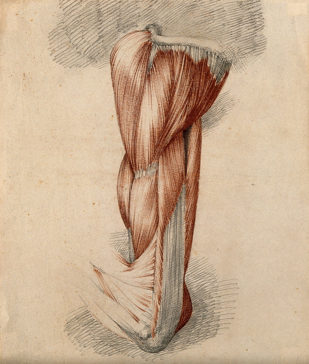 Muscles of the upper arm and shoulder. Red chalk and pencil drawing by or associated with A. Durelli, ca. 1837. — Durelli, Antonio