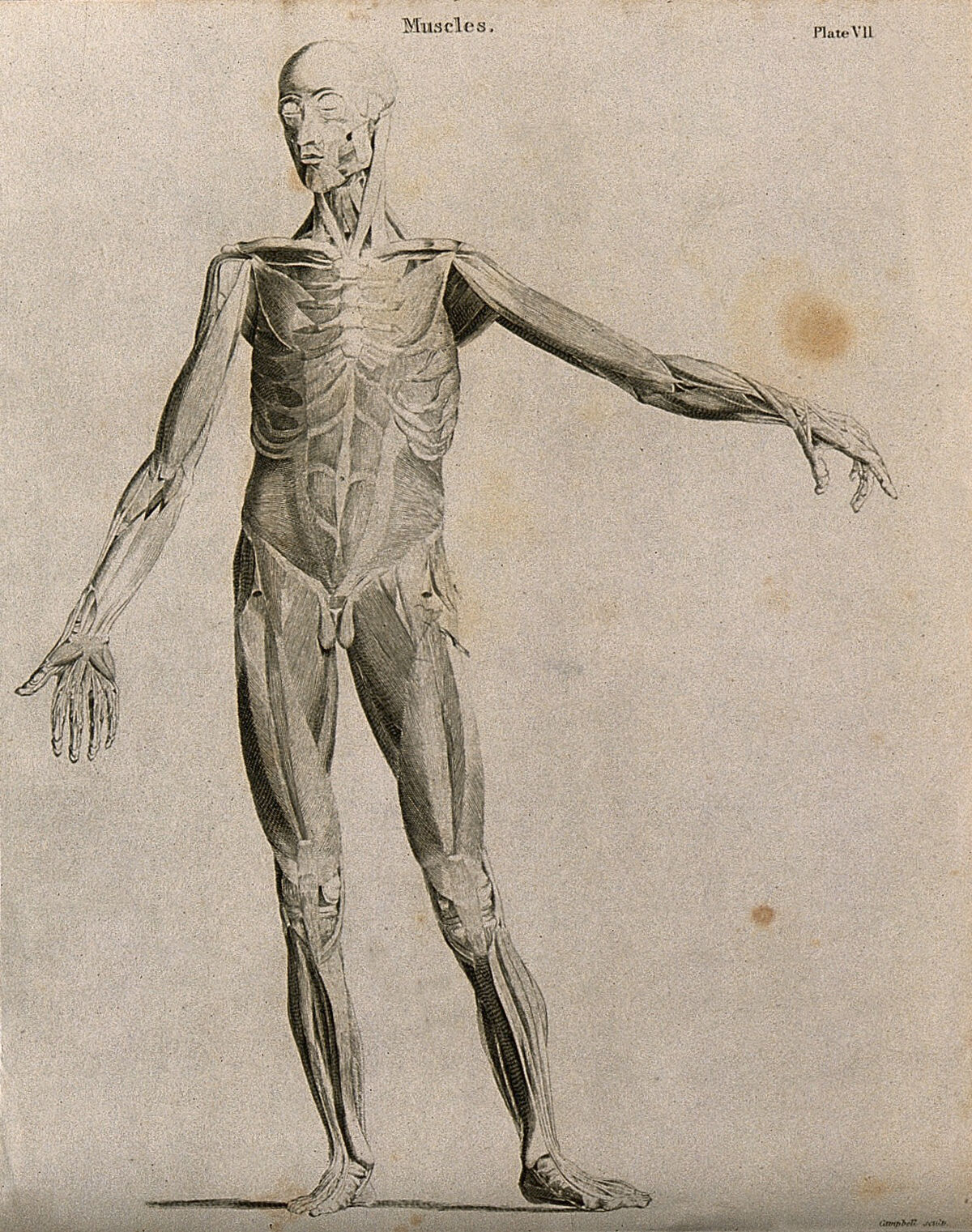 An écorché showing bones, with left arm extended to the side, seen from the front. Line engraving by Campbell, 1816/1821. — Campbell