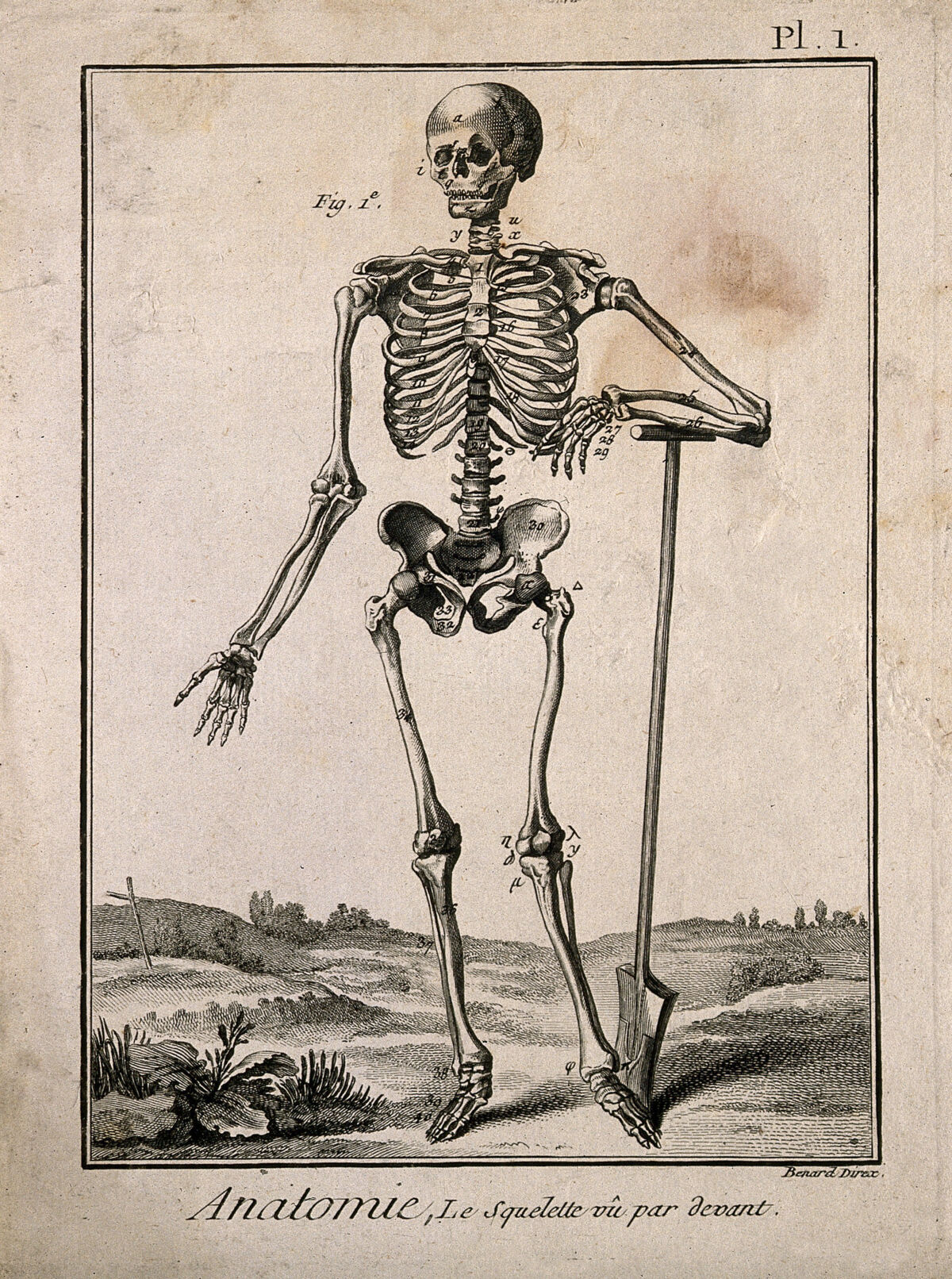 A human skeleton, seen from the front, resting the bones of his left forearm on a spade handle, after Vesalius. Engraving by Benard, 1779, after a woodcut, 1543. — Jean Le Rond d'Alembert