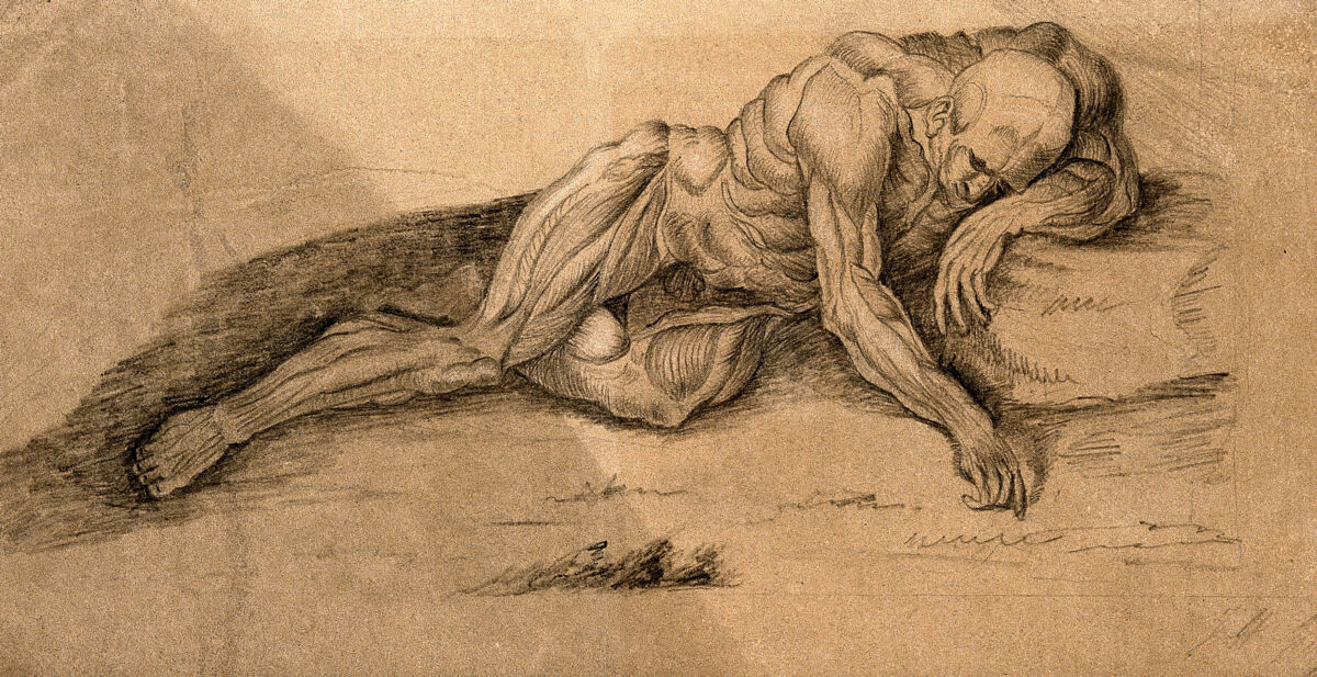An écorché lying on the ground. Drawing after W. Cowper. — William Cowper