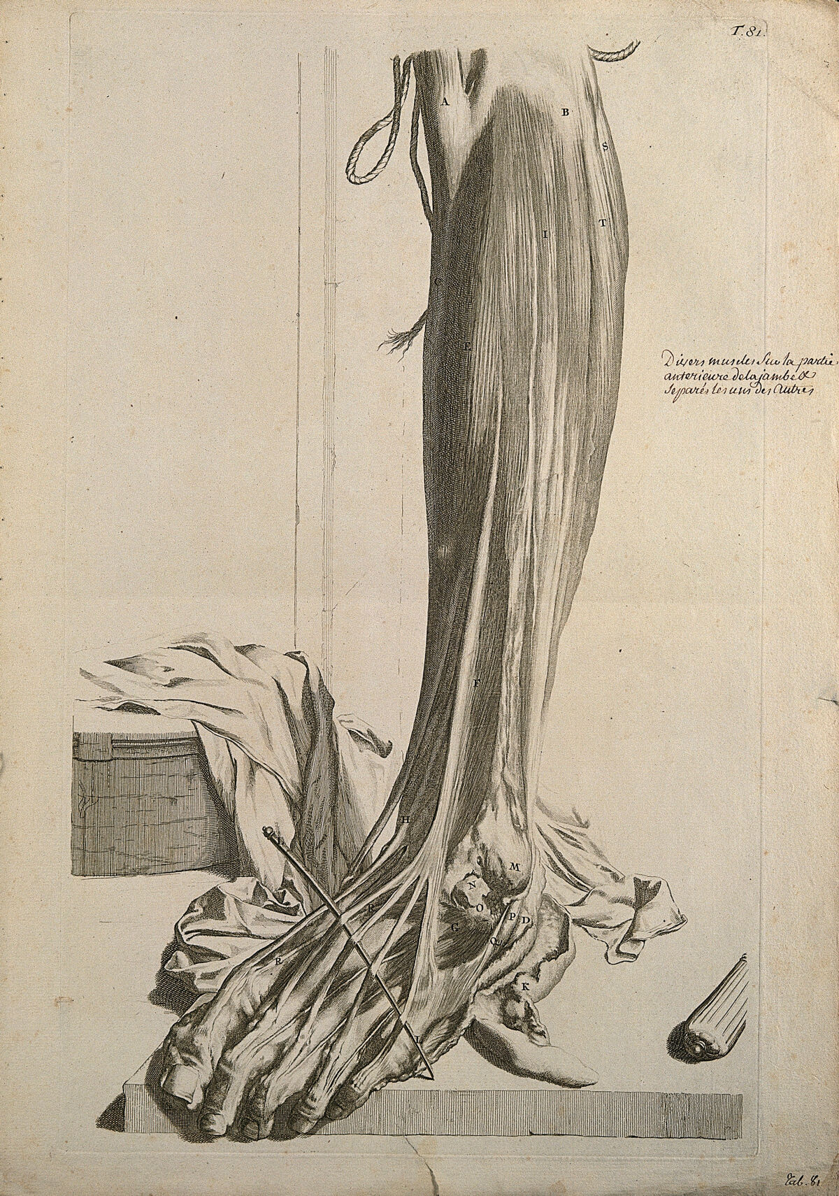The muscles of the lower leg with the tendons separated from each other. Engraving after G. de Lairesse, 1739. — Gerard de Lairesse