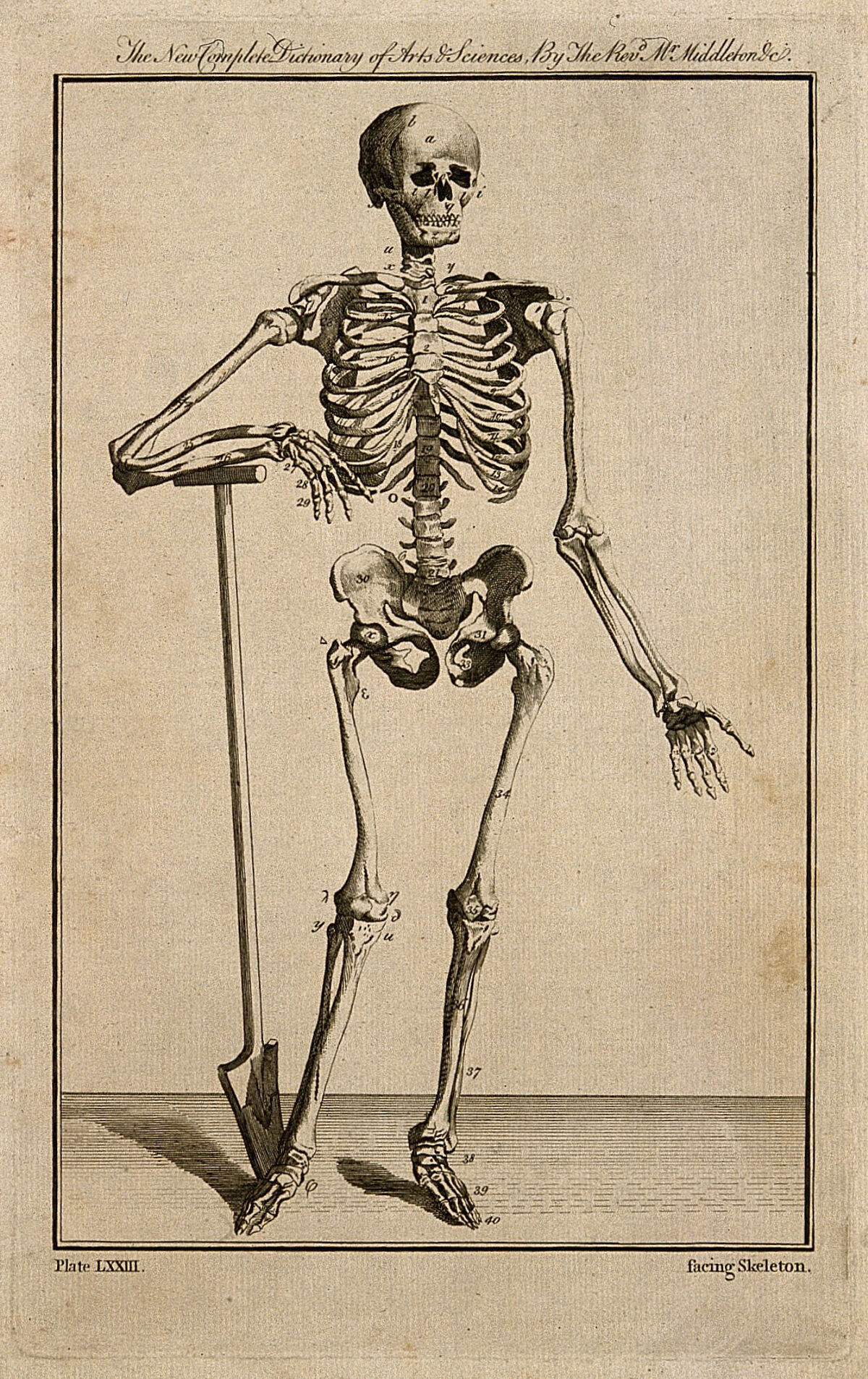 A human skeleton, seen from the front, resting the bones of his right forearm on a spade handle, after Vesalius. Engraving 1778, after an engraving by Prevost, 1762, after a woodcut, 1543. — Jean Le Rond d'Alembert