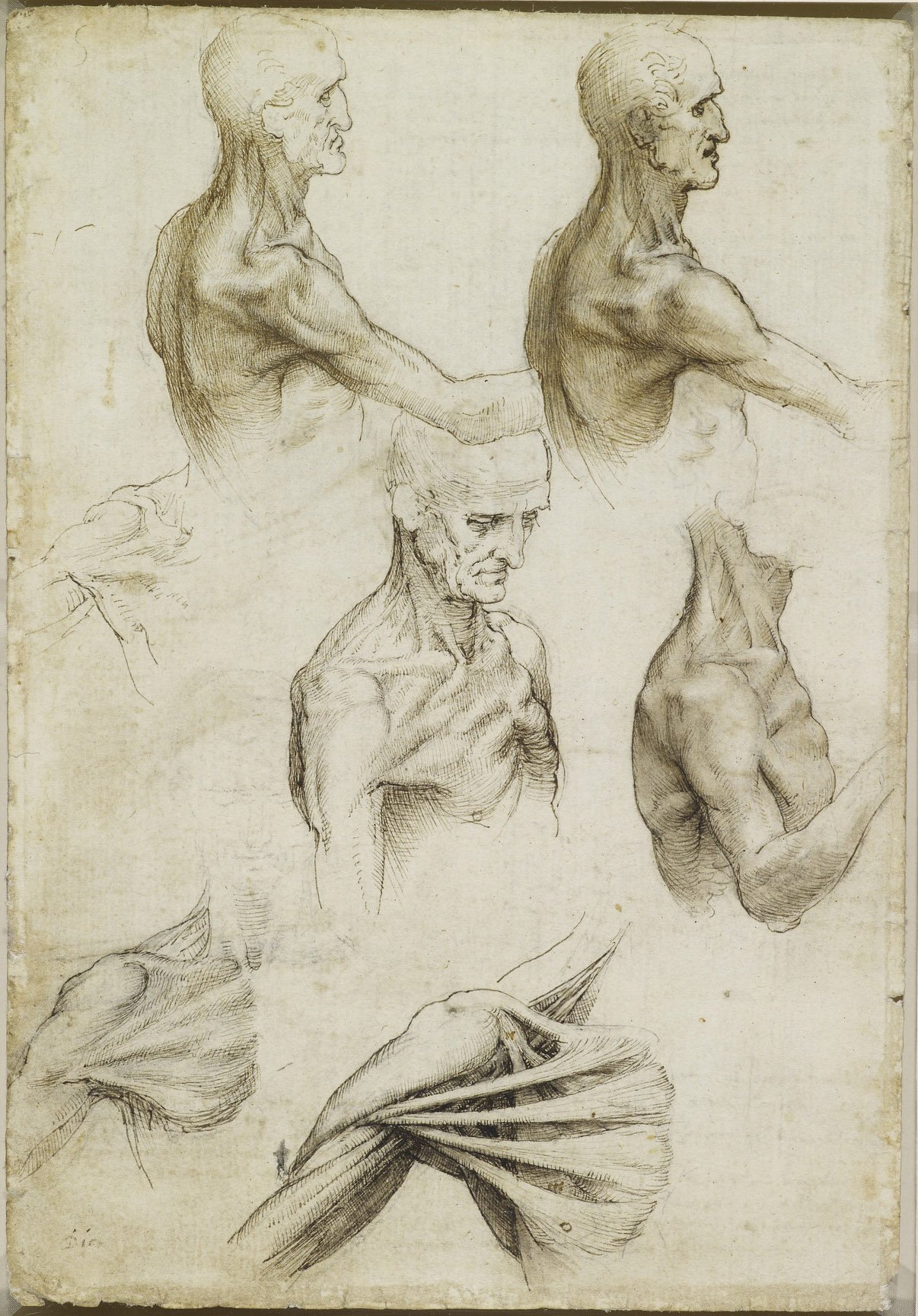 Leonardo da Vinci - RCIN 919001, Verso The superficial anatomy of the shoulder and neck c.1510-11 — Leonardo da Vinci