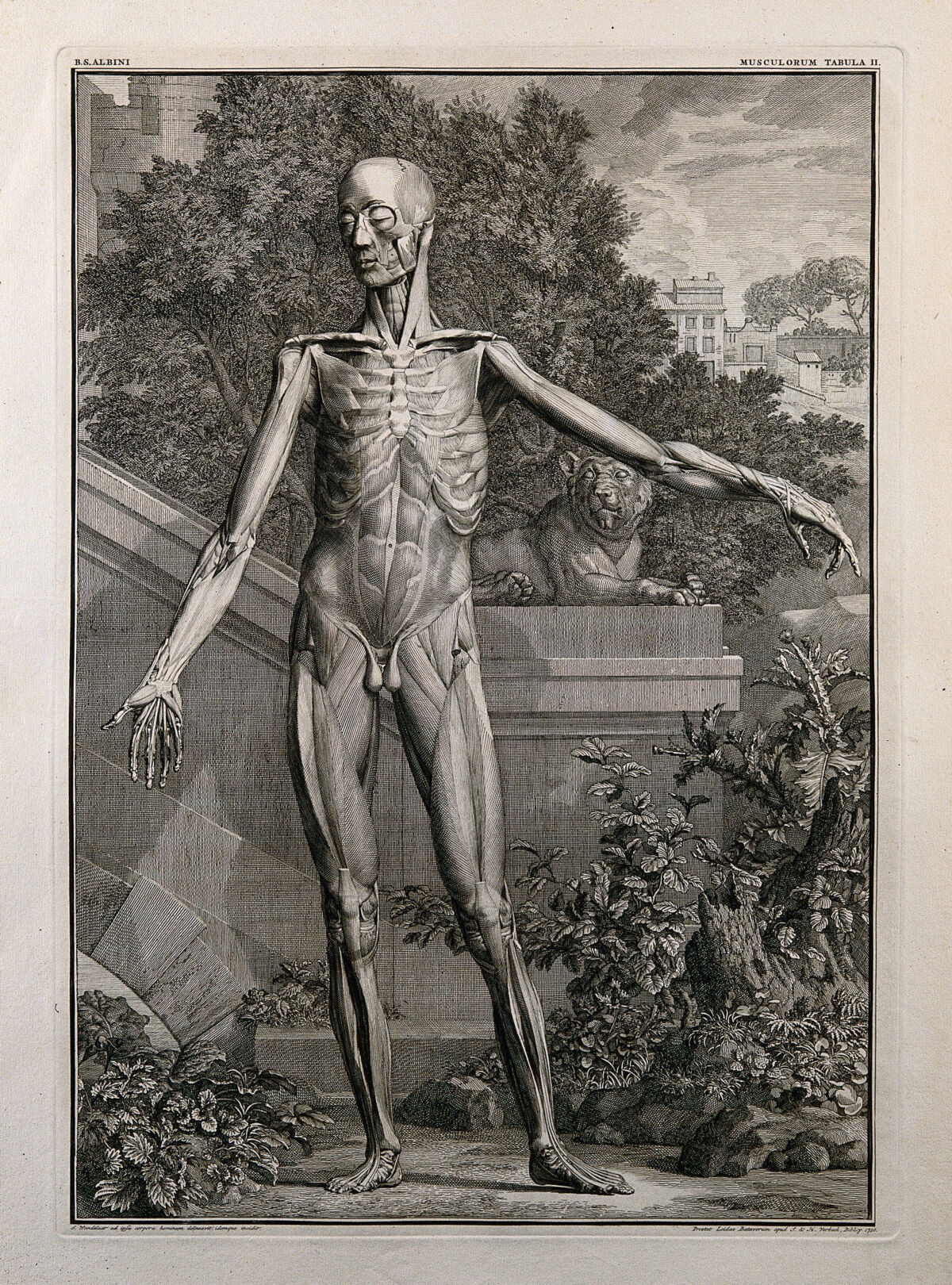 An écorché figure, front view, with left arm extended, showing the second order of muscles. Line engraving by J. Wandelaar, 1740. — Jan Wandelaar