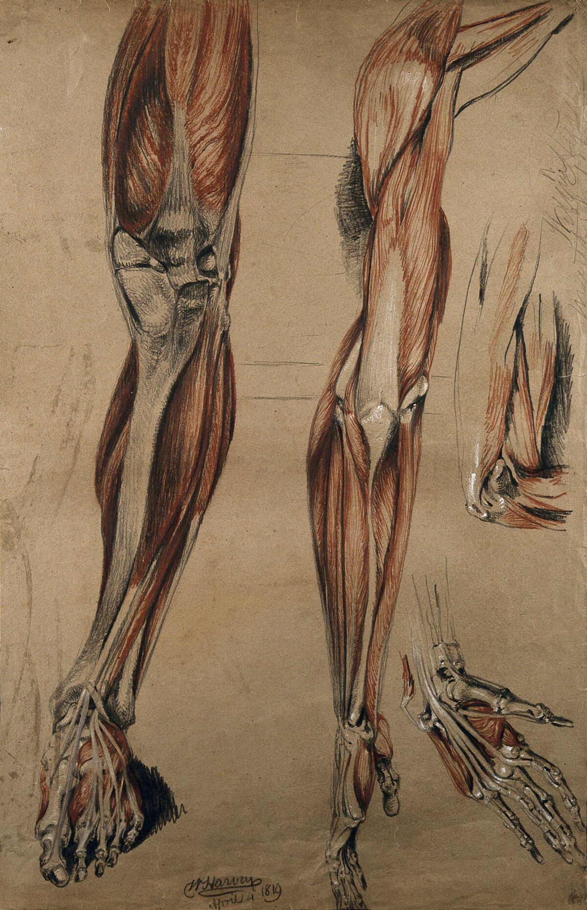 Bones, muscles and tendons of the leg, foot, arm, elbow and hand: four figures. Red chalk and pencil drawing, with bodycolour, by W. Harvey, 1819. — William Harvey
