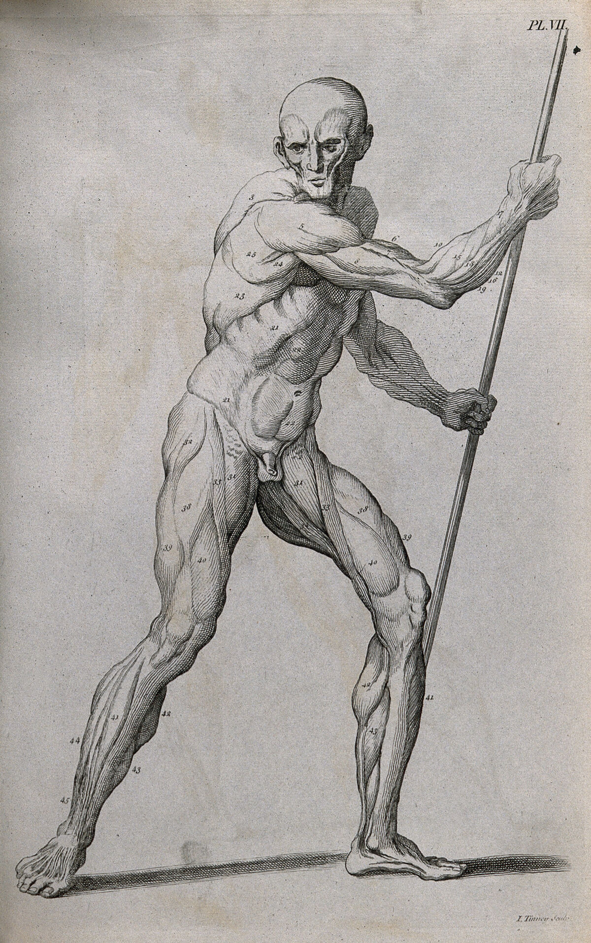 An écorché figure holding a spear, with left leg bent, seen from the right side. Line engraving by J. Tinney, 1743, after W. Cowper. — William Cowper