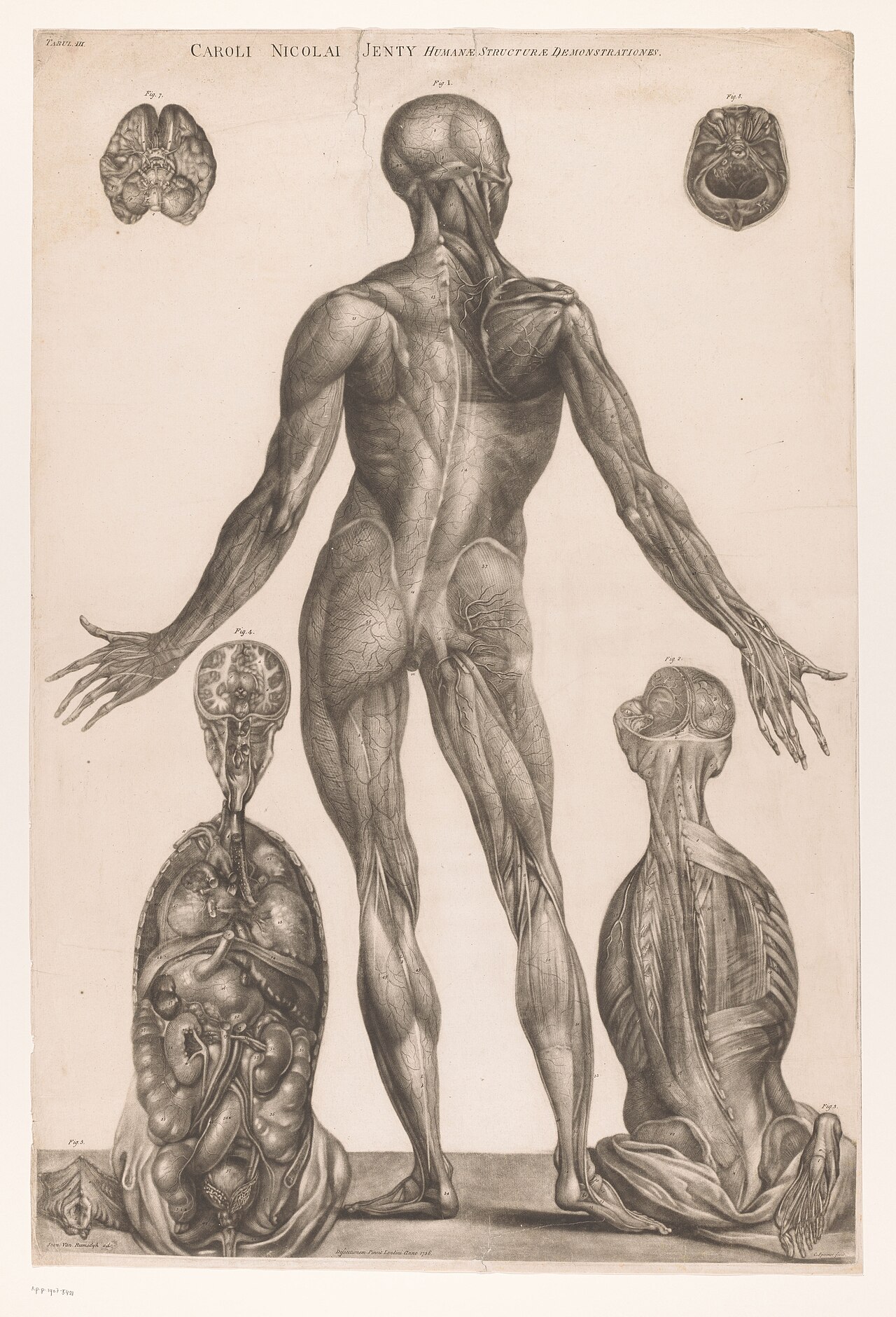 Anatomische studie van de achterzijde van het lichaam, RP-P-1907-5421 — Unbekannter Künstler