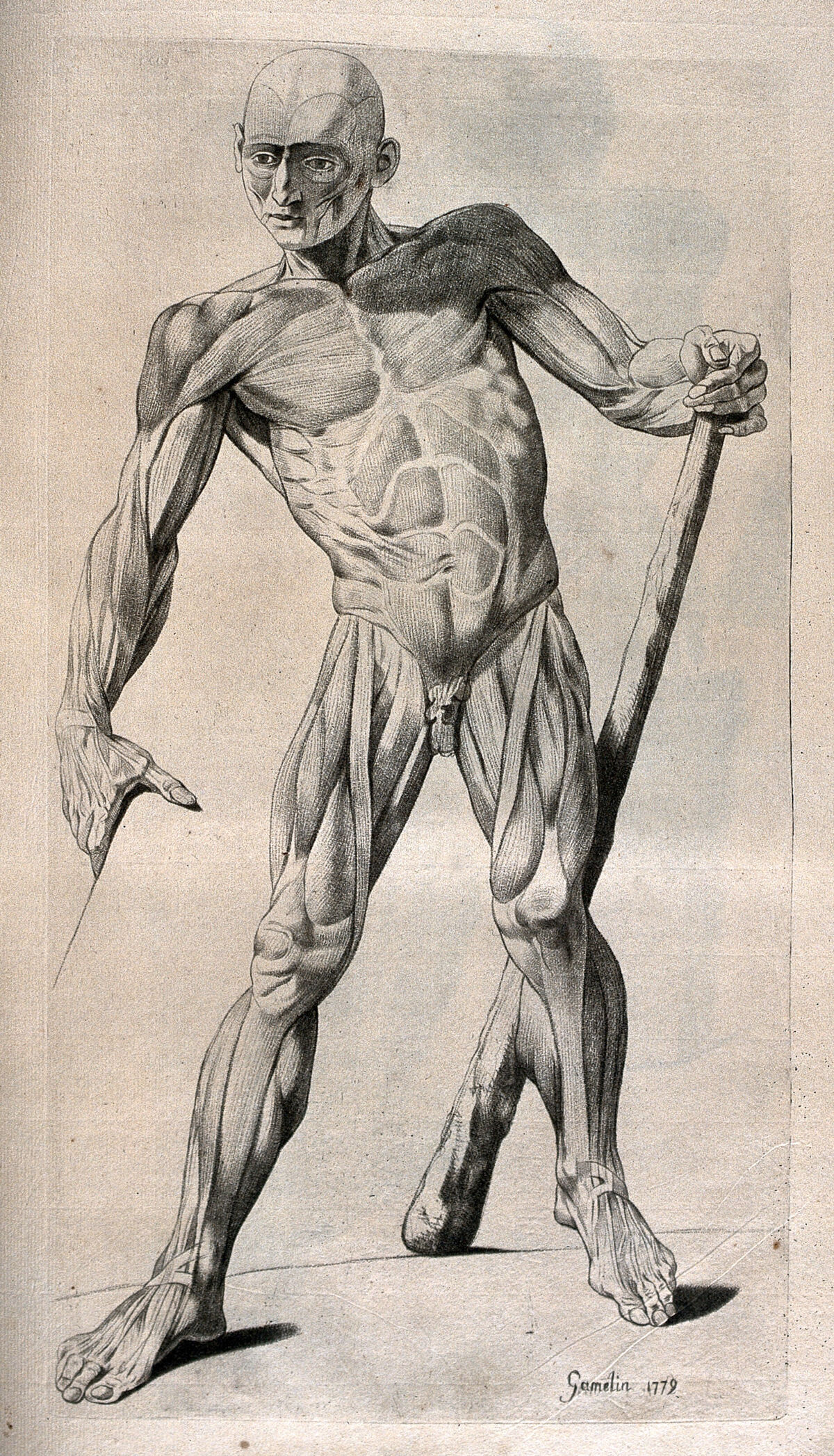 A standing écorché figure holding a club, shown leaning to the side. Crayon manner print J. Gamelin after himself, 1779. — Gamelin, Jacques, 1739-1803