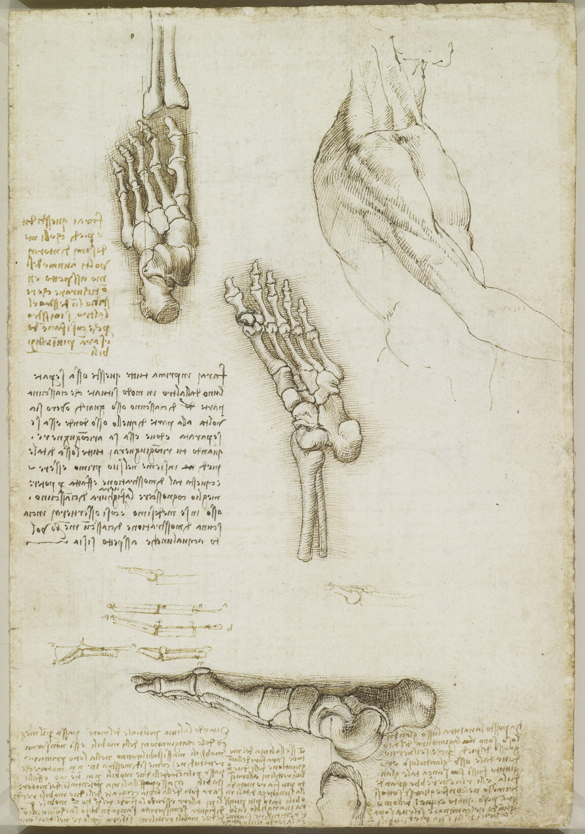 Leonardo da Vinci - RCIN 919000, Recto The bones of the foot — Leonardo da Vinci