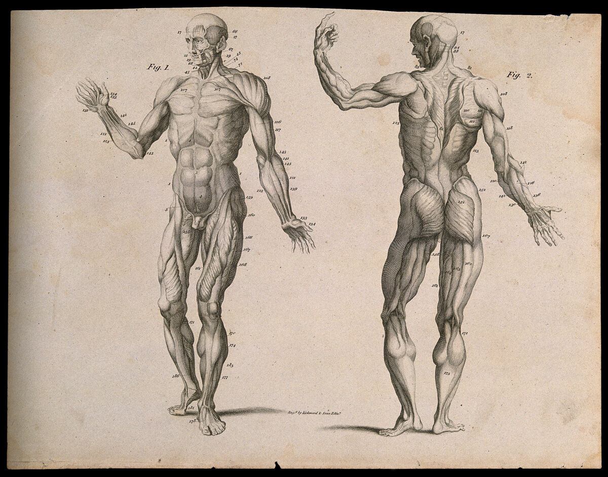 Two écorché figures, front and back views. Line engraving by Kirkwood & Sons, 1790/1810(?). — Kirkwood & Sons