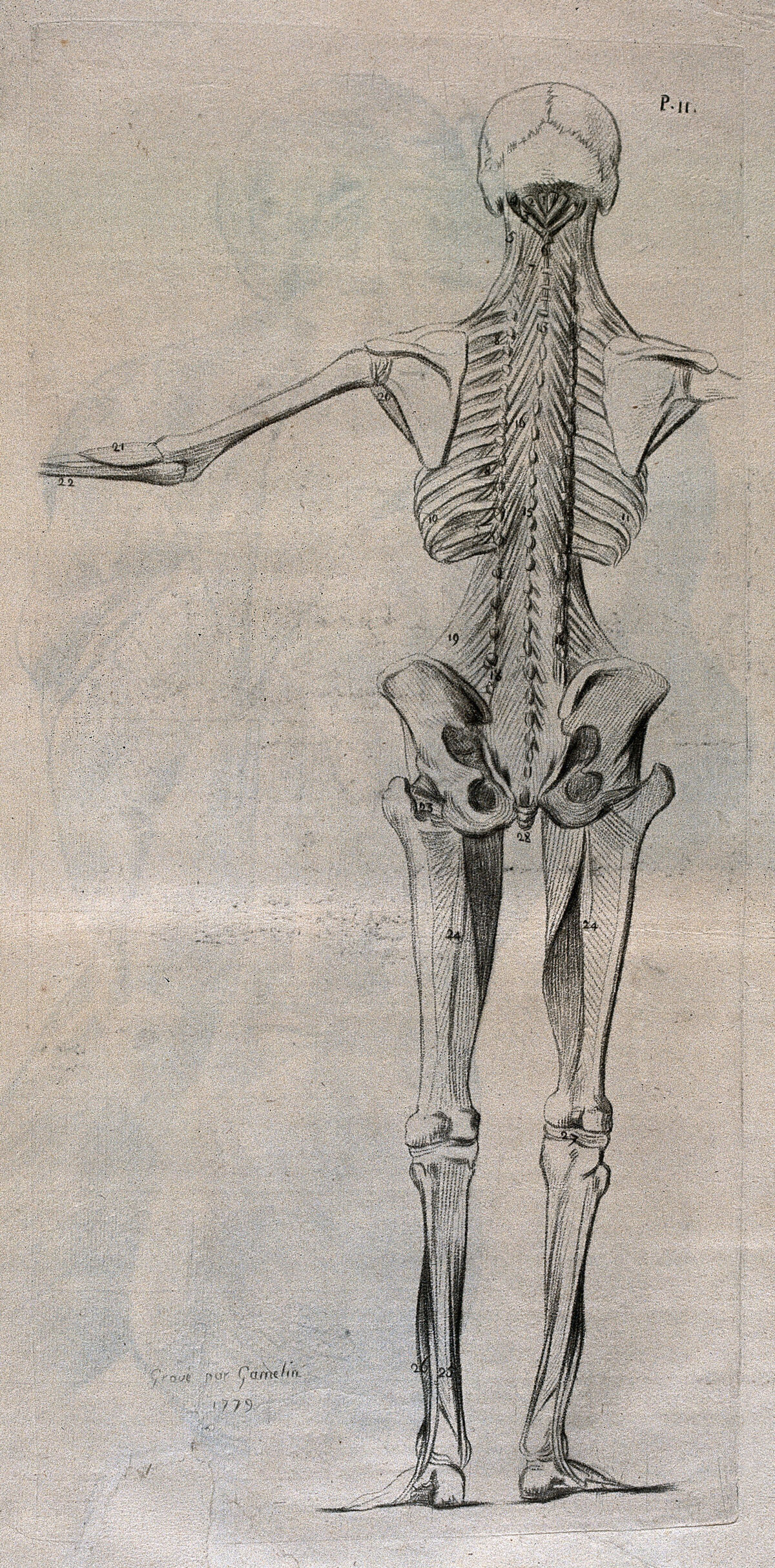 A standing écorché figure, seen from behind, showing the skeleton. Crayon manner print by J. Gamelin after himself, 1779. — Gamelin, Jacques, 1739-1803