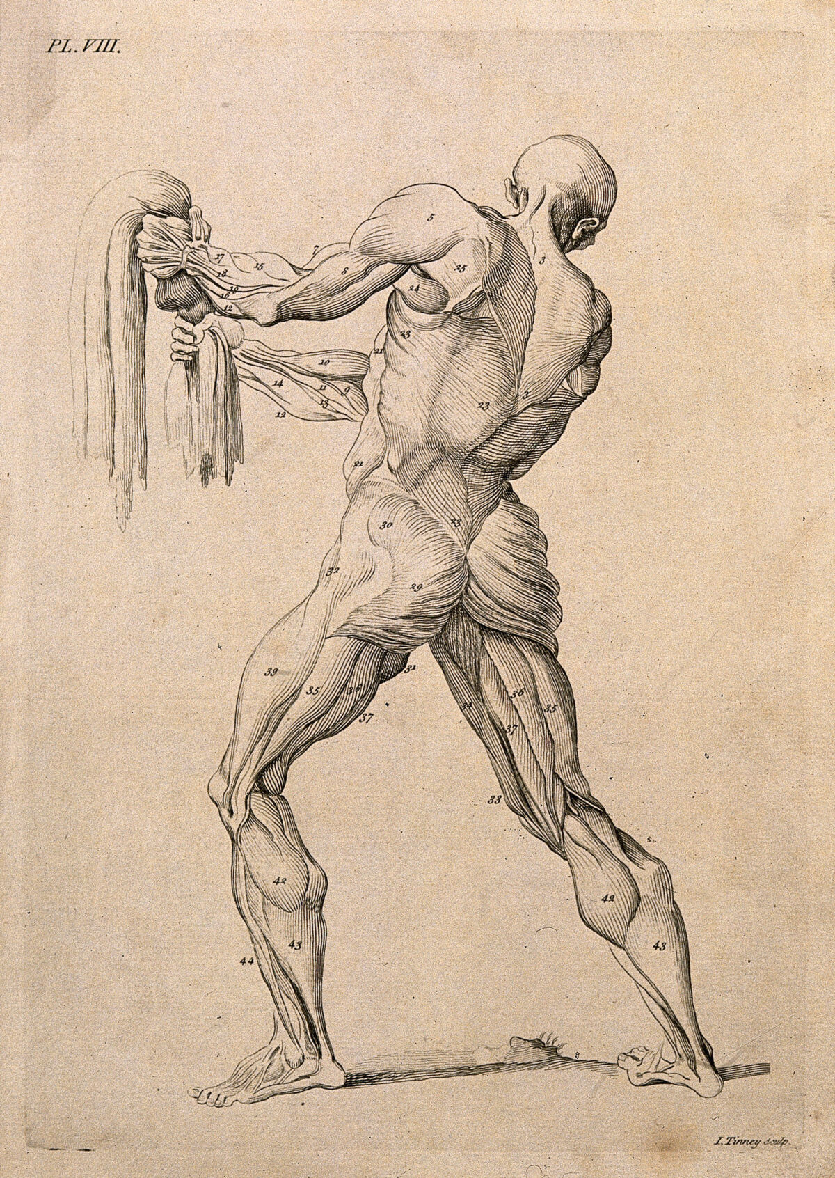 An écorché figure gripping a piece of cloth, with left leg bent, seen from behind. Line engraving by J. Tinney, after W. Cowper, 1743. — William Cowper