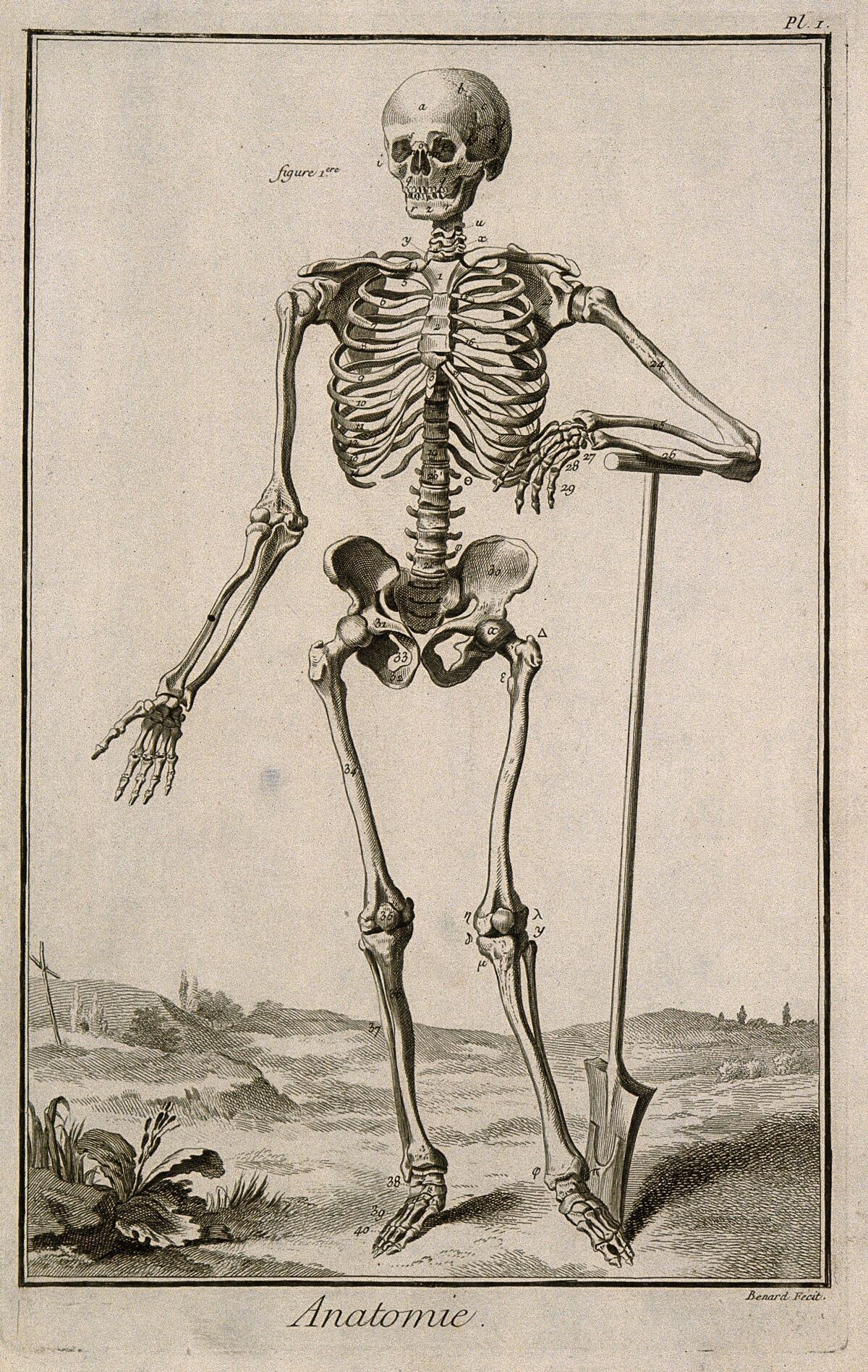 A human skeleton, seen from the front, resting the bones of his left forearm on a spade handle, after Vesalius. Engraving by Benard, late 18th century, after a woodcut, 1543. — Jean Le Rond d'Alembert
