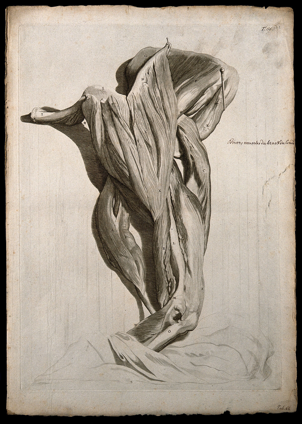 Muscles of the shoulder, upper and lower arm. Engraving after G. de Lairesse, 1739. — Gerard de Lairesse