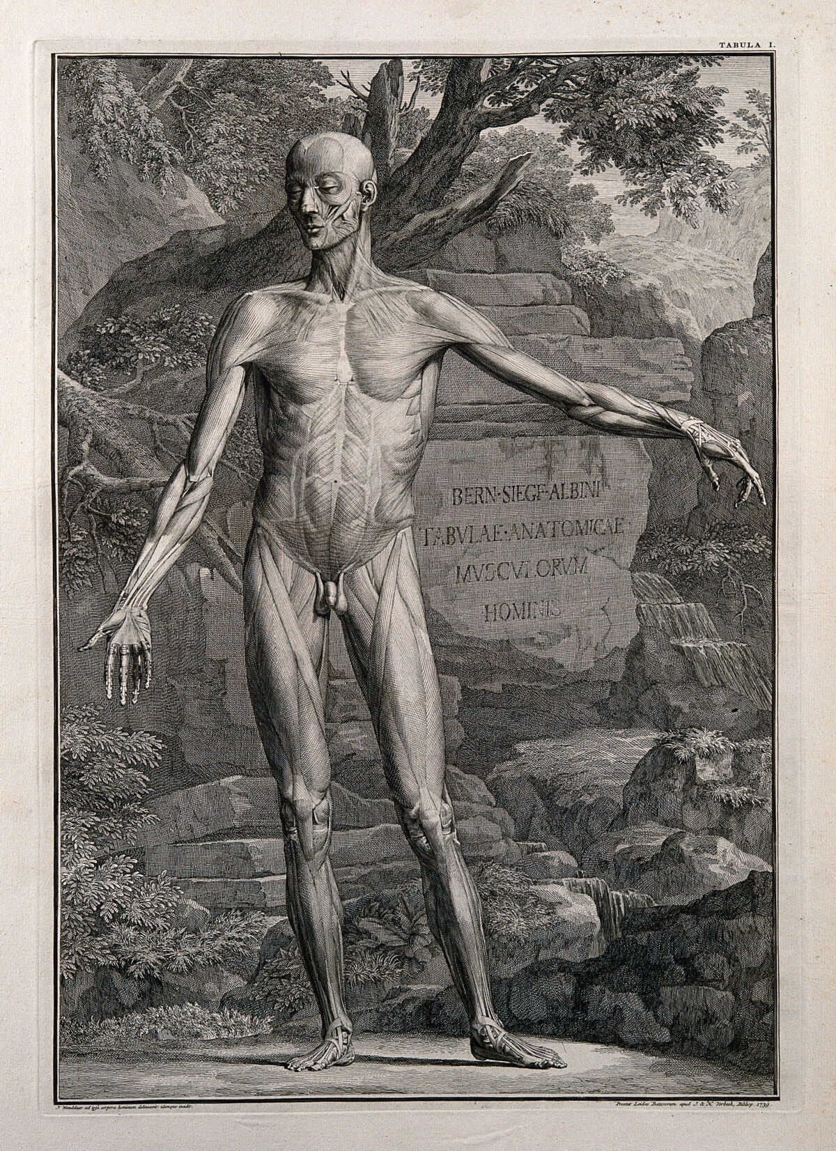 An écorché figure, front view, with left arm extended, showing the outermost layers of the muscles. Line engraving by J. Wandelaar, 1739. — Jan Wandelaar