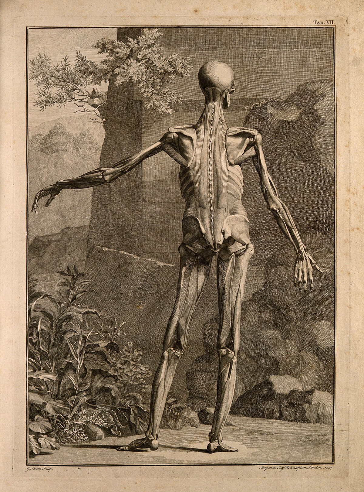 An écorché figure, back view, with left arm extended, showing the bones and the muscles, with a wall and a rocky landscape in the background. Engraving by G. Scotin after B.S. Albinus, 1747. — Bernhard Siegfried Albinus