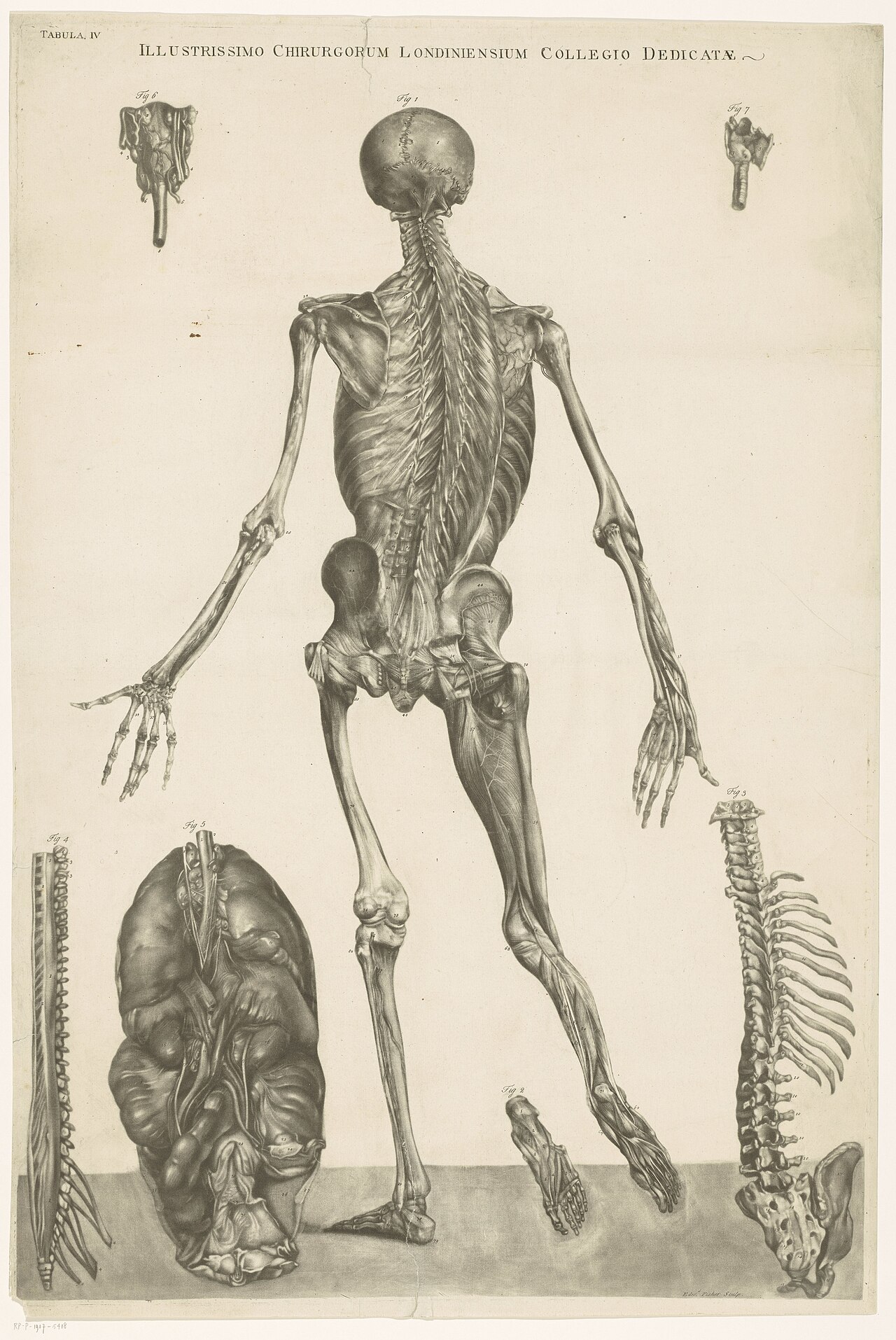 Anatomische studie man, van achteren gezien, RP-P-1907-5418 — Artiste inconnu