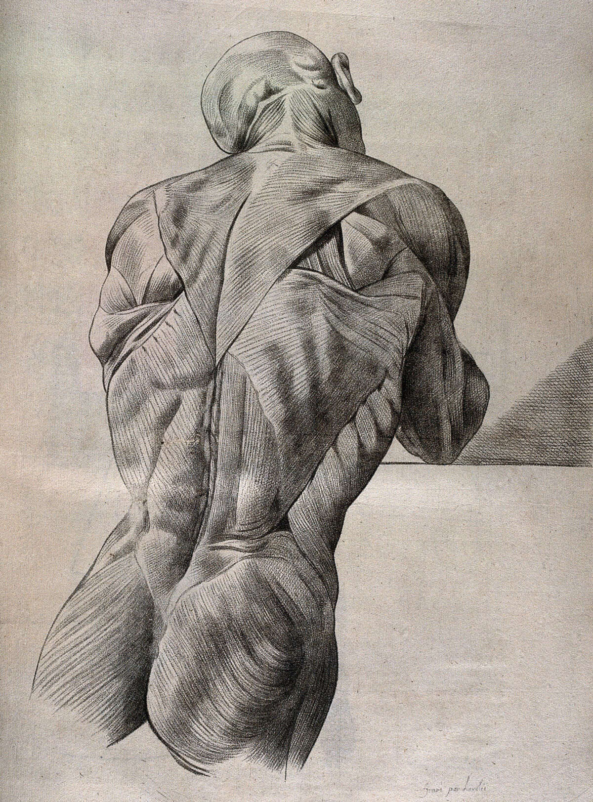 An écorché figure, shown from head to buttock, seen from behind. Crayon manner print by Lavalée, after J. Gamelin, 1778/1779. — Gamelin, Jacques, 1739-1803