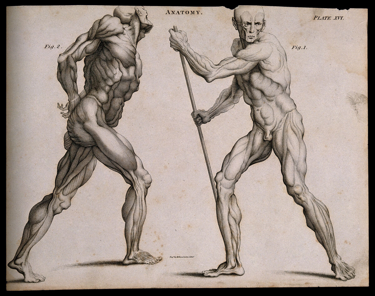 Two écorchés, one walking with the aid of a staff grasped with both hands, seen from the left side; the other walking with hands fastened (?) behind back, seen from the right side. Line engraving by K — William Cowper