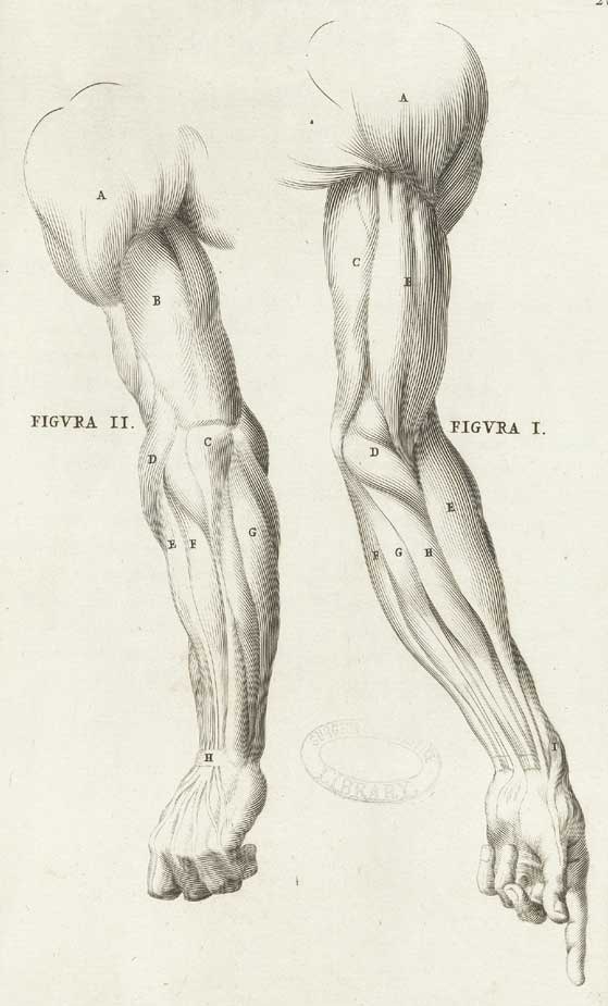Genga 13 cropped — Bernardino Genga