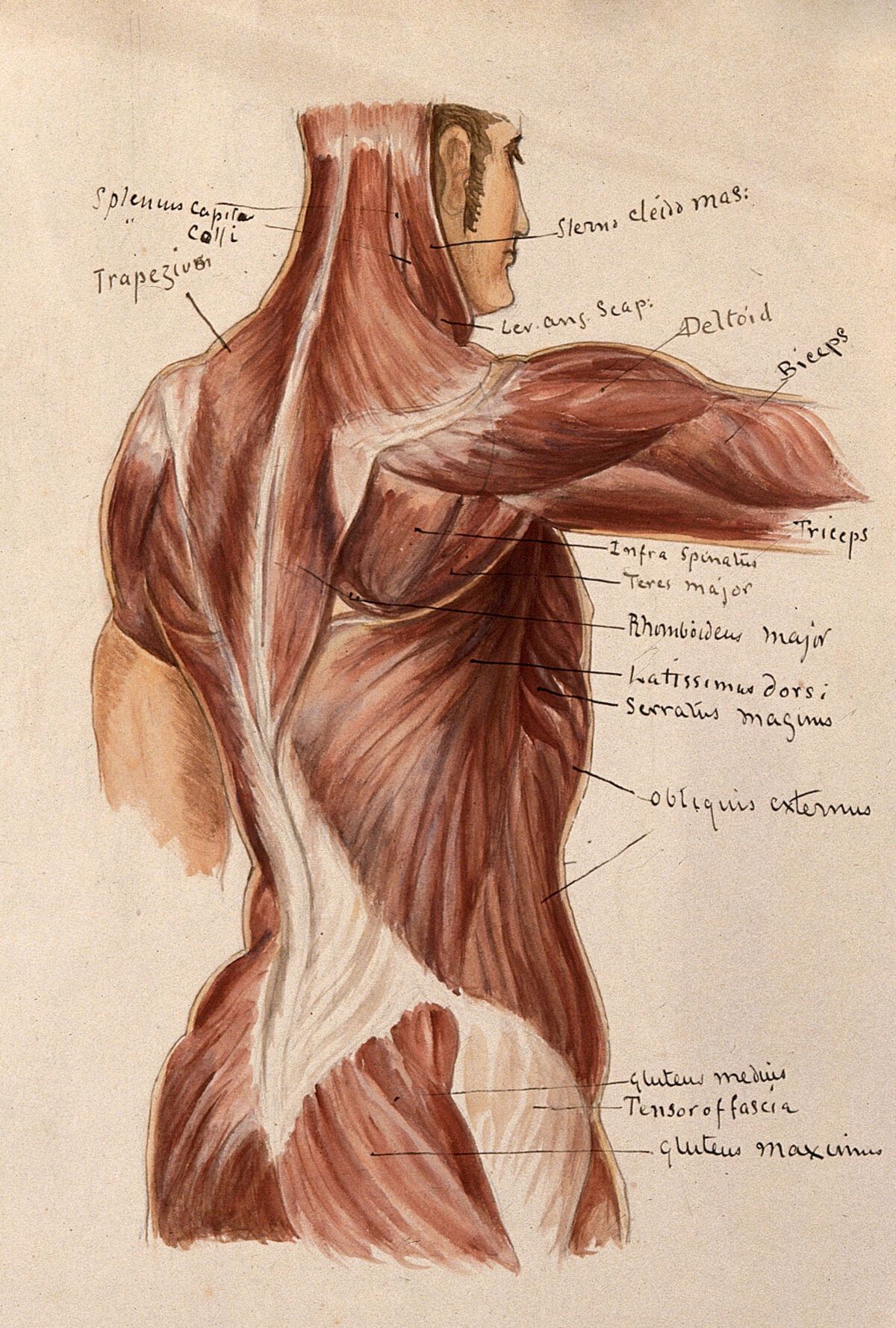 Muscles of the trunk: an écorché figures showing a side view of the torso. Watercolour by A. Mongrédien, ca. 1880. — Mongrédien, Adêle